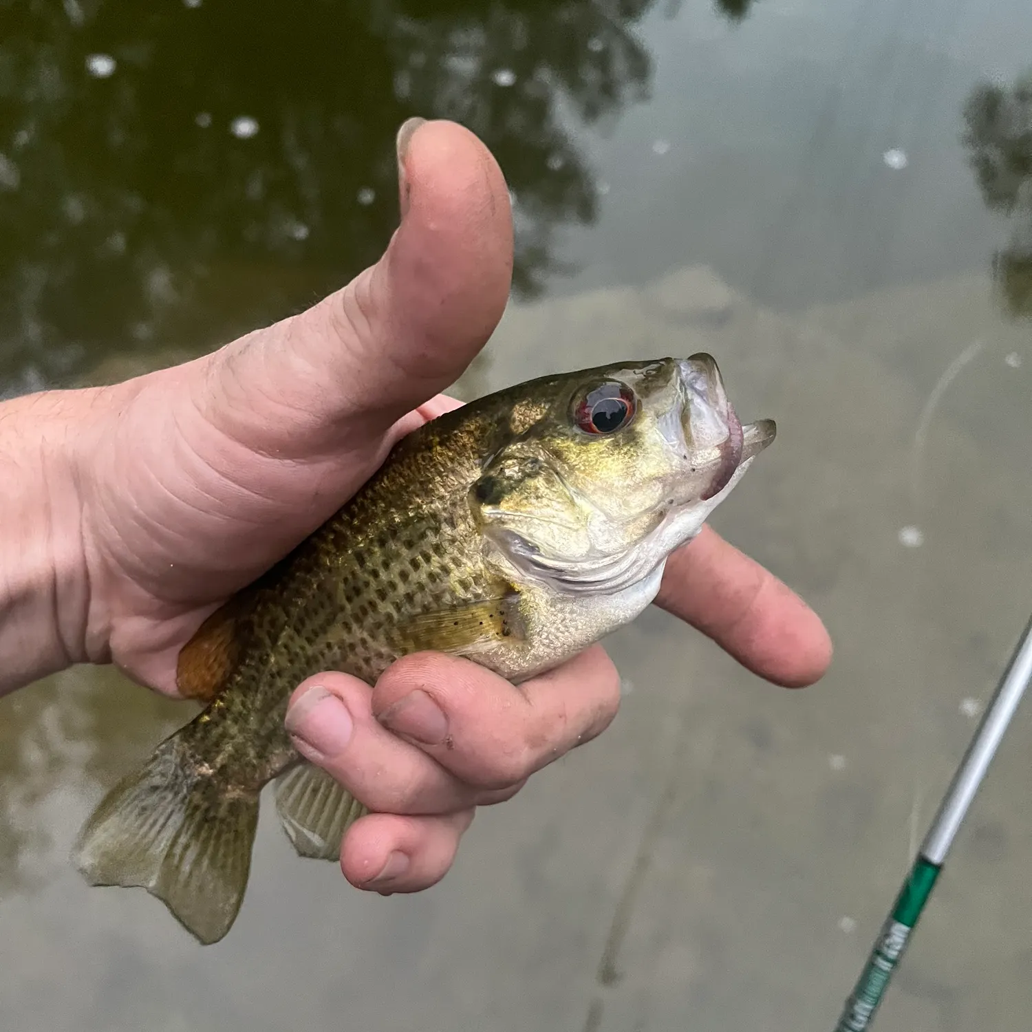 Rock bass caught on Fishbrain