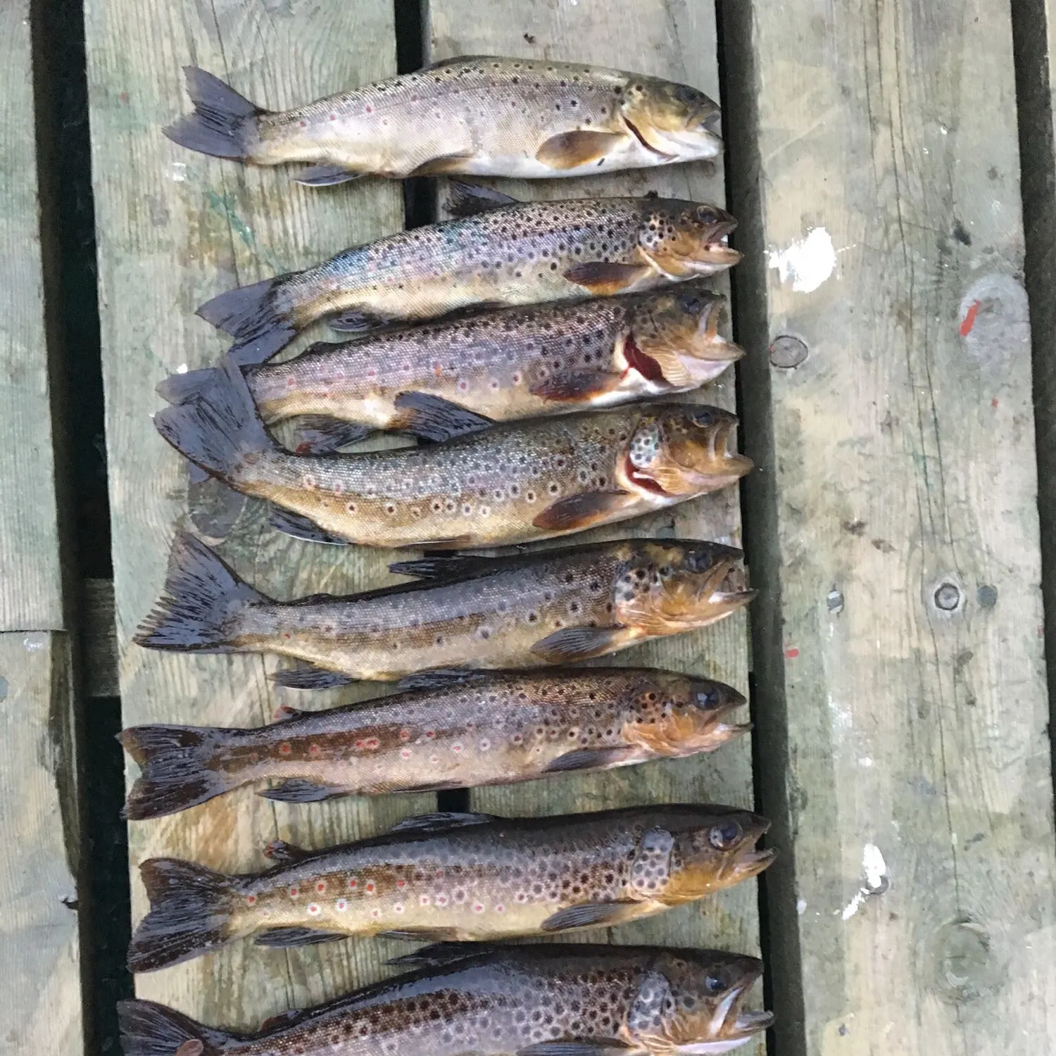 recently logged catches