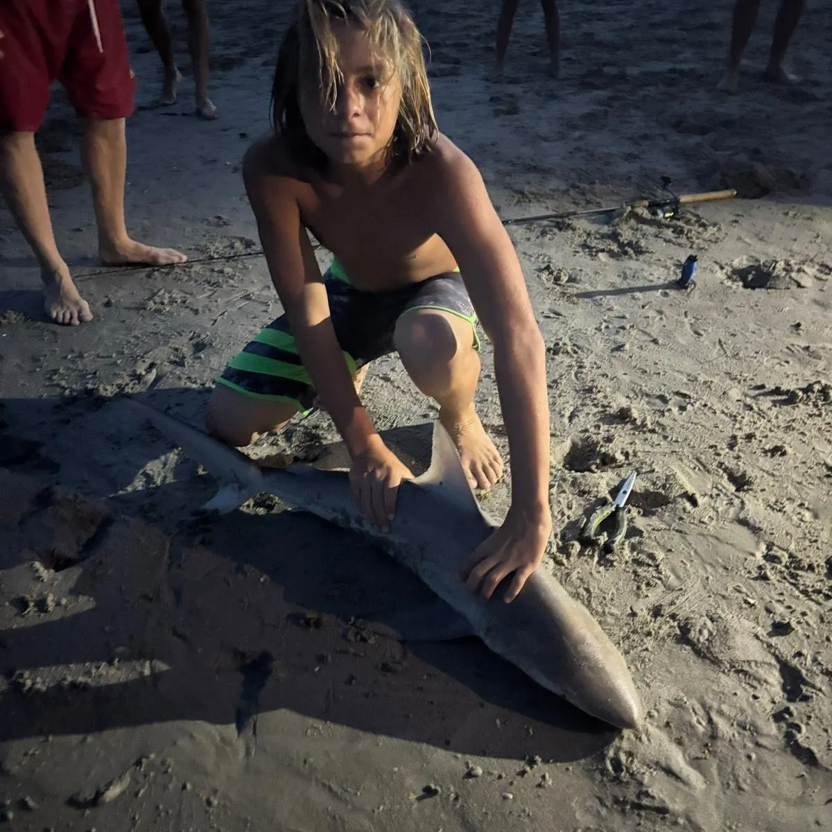 Blacktip shark caught on Fishbrain