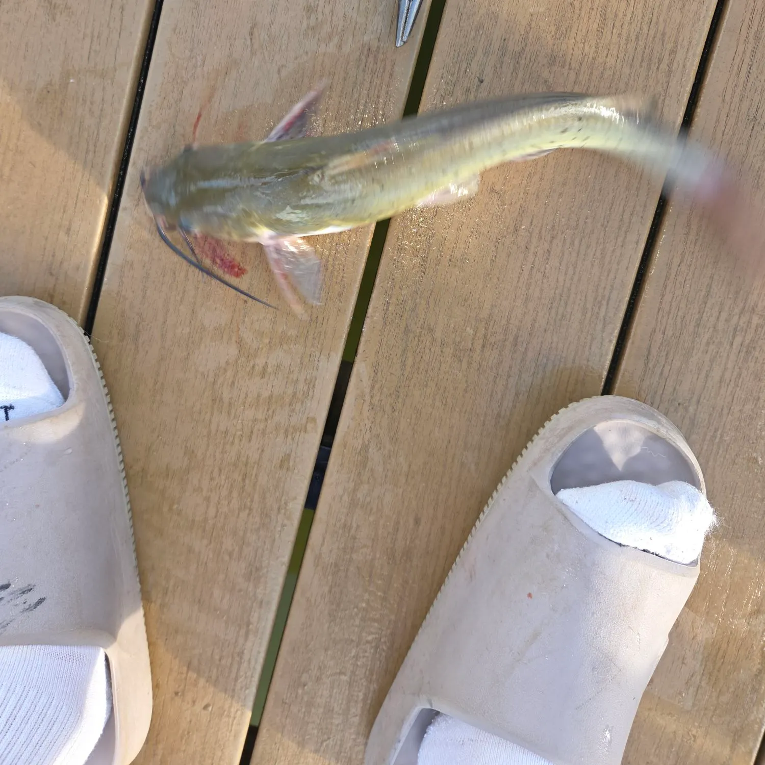 Channel catfish caught on Fishbrain