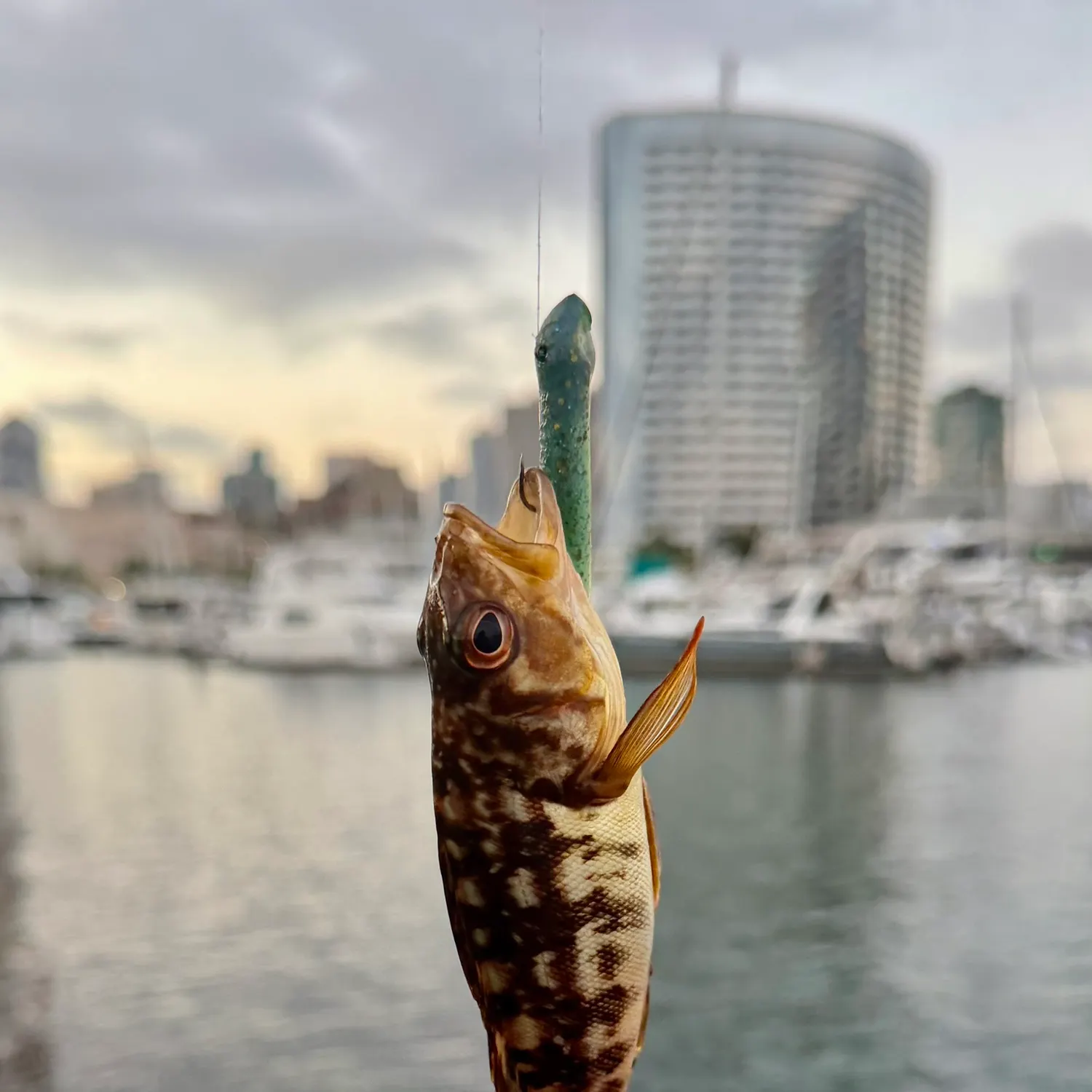 The most recent Kelp bass catches on Fishbrain