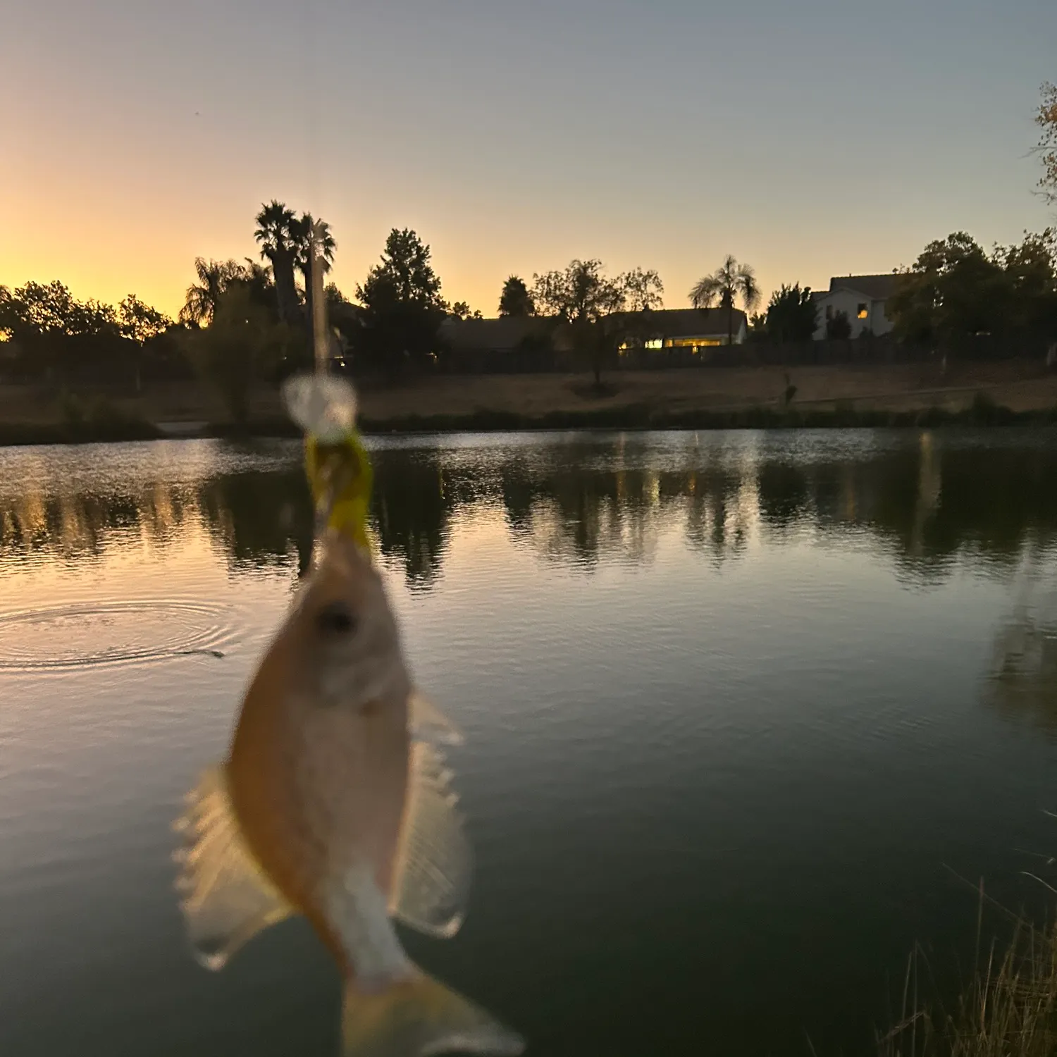 White crappie caught on Fishbrain