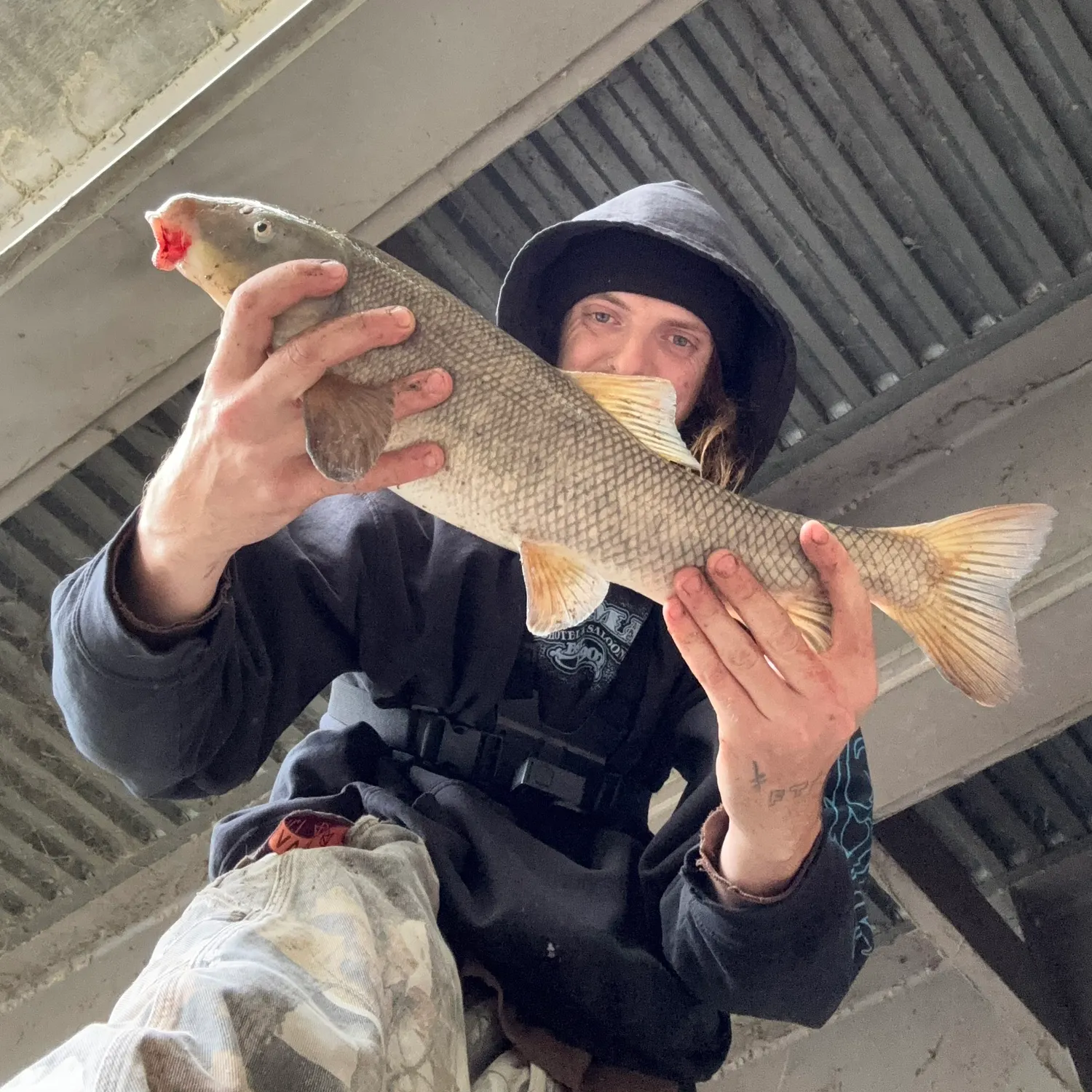 The most recent Utah sucker catches on Fishbrain
