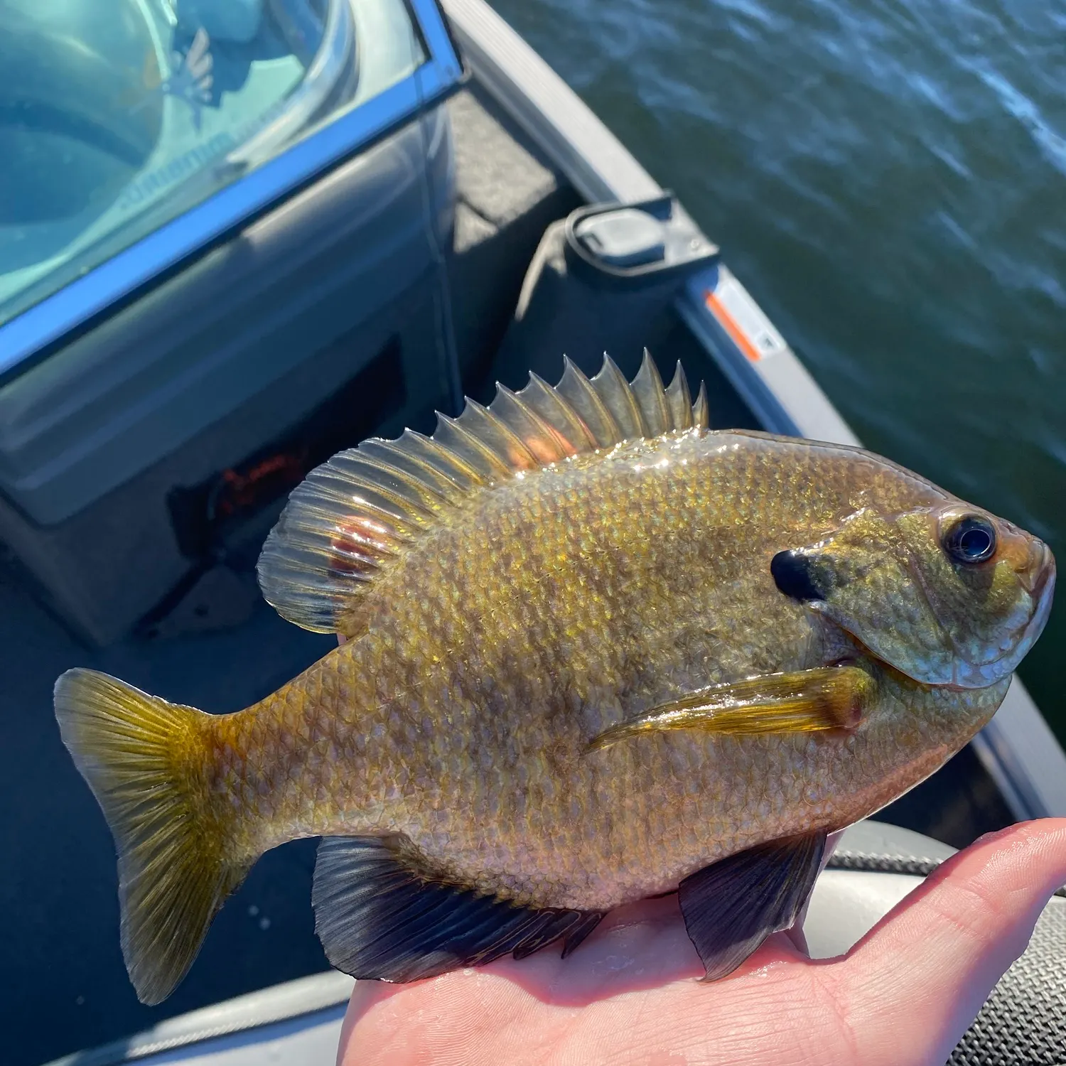 Bluegill caught on Fishbrain