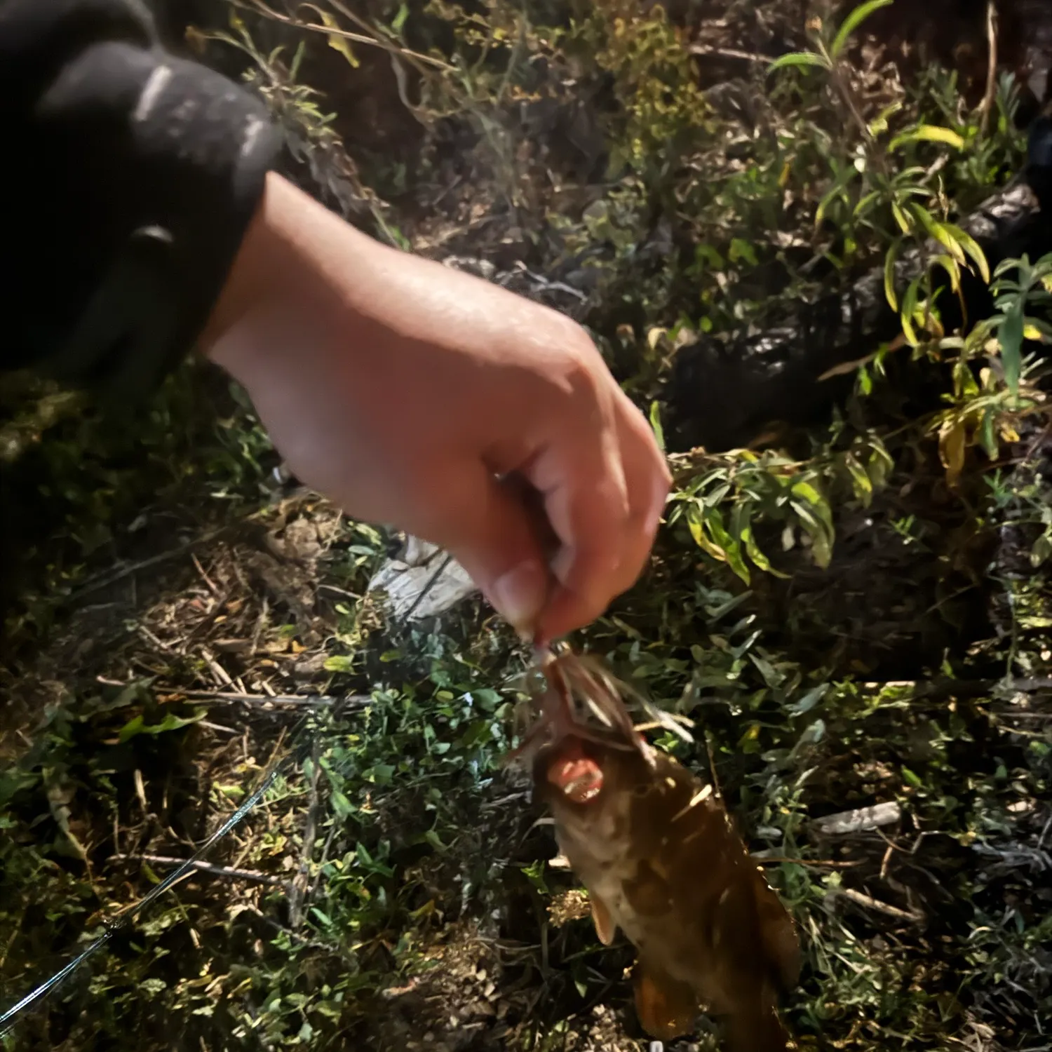 Fish caught on Fishbrain