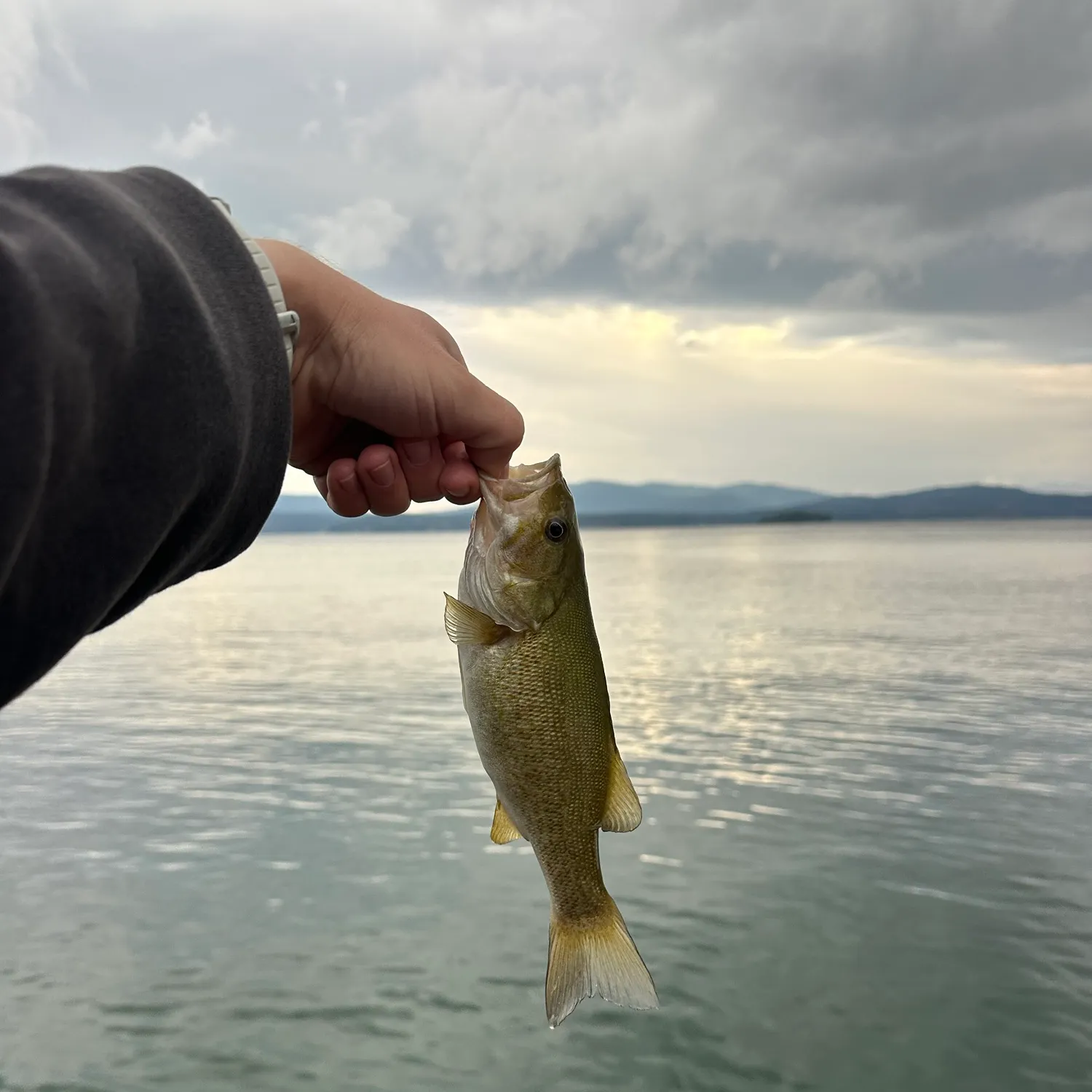 Smallmouth bass caught on Fishbrain