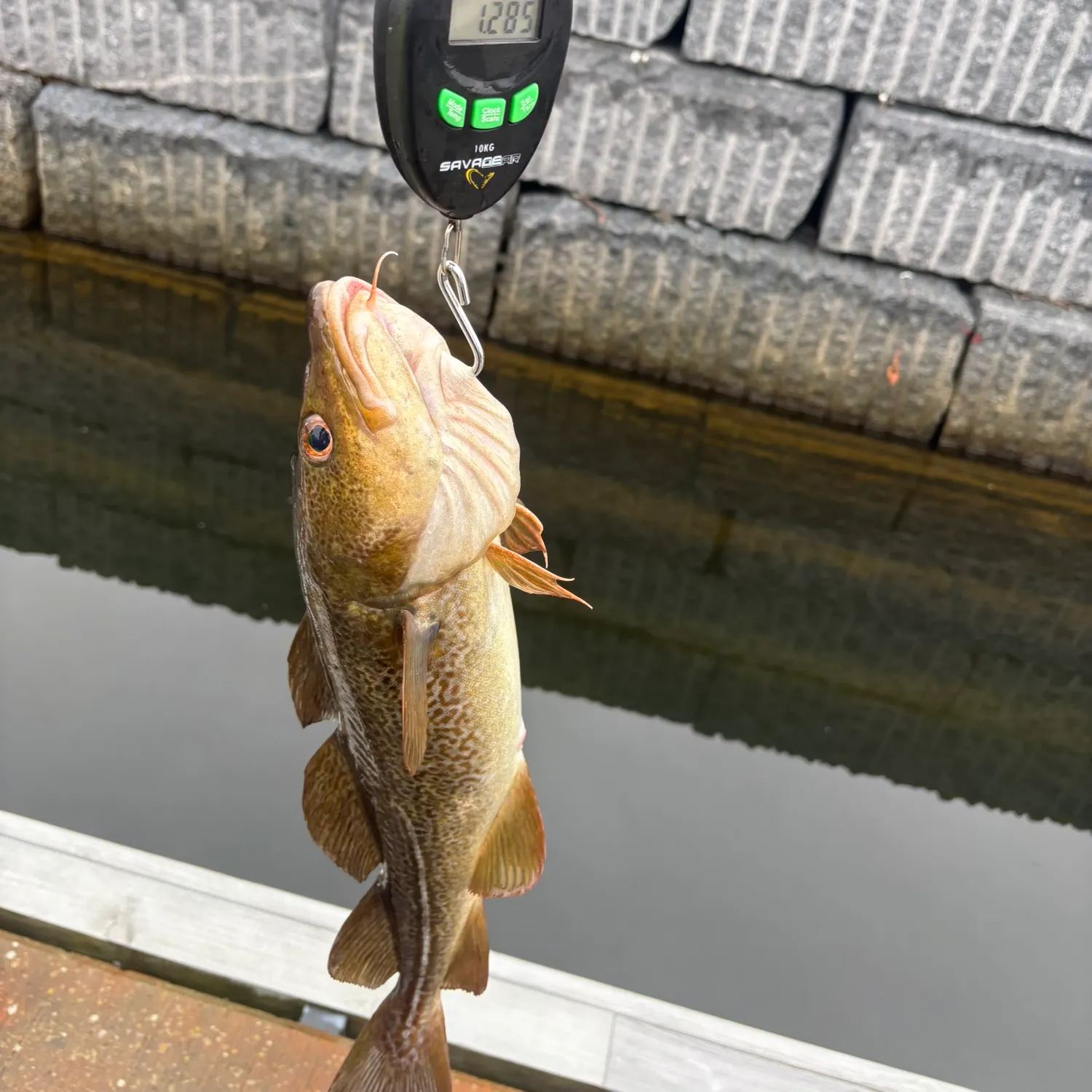 Atlantic cod caught on Fishbrain