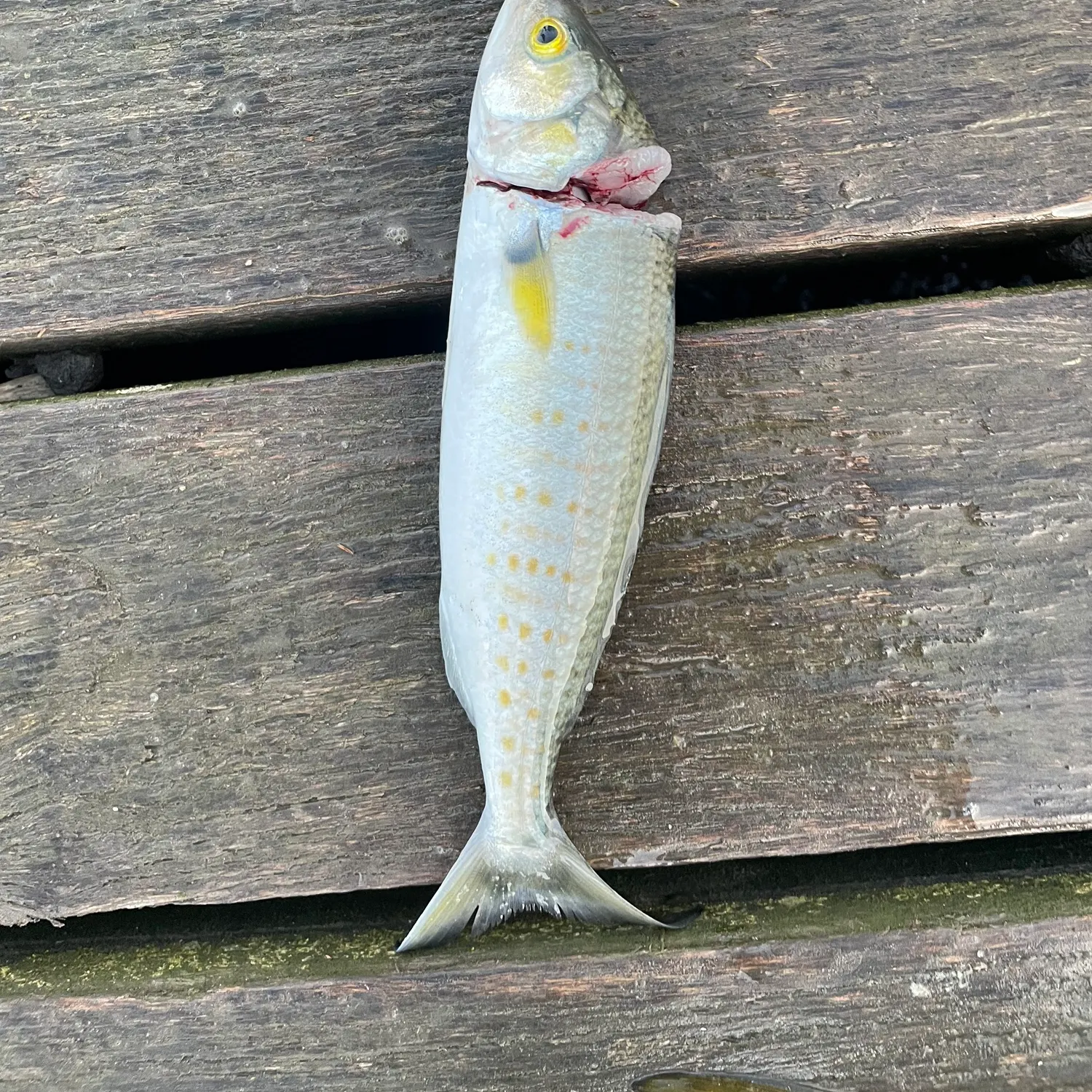 Eastern Australian salmon caught on Fishbrain