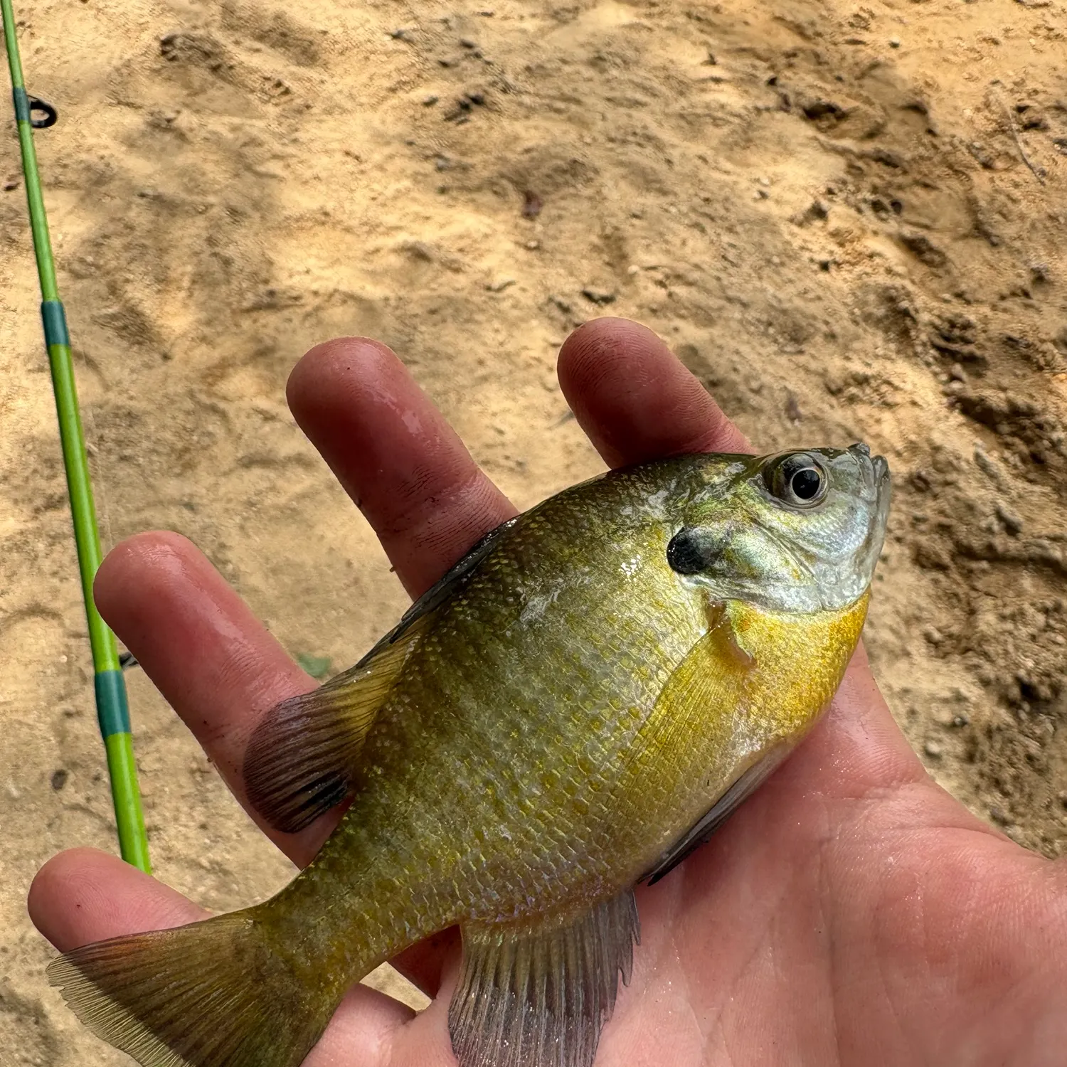 Bluegill caught on Fishbrain