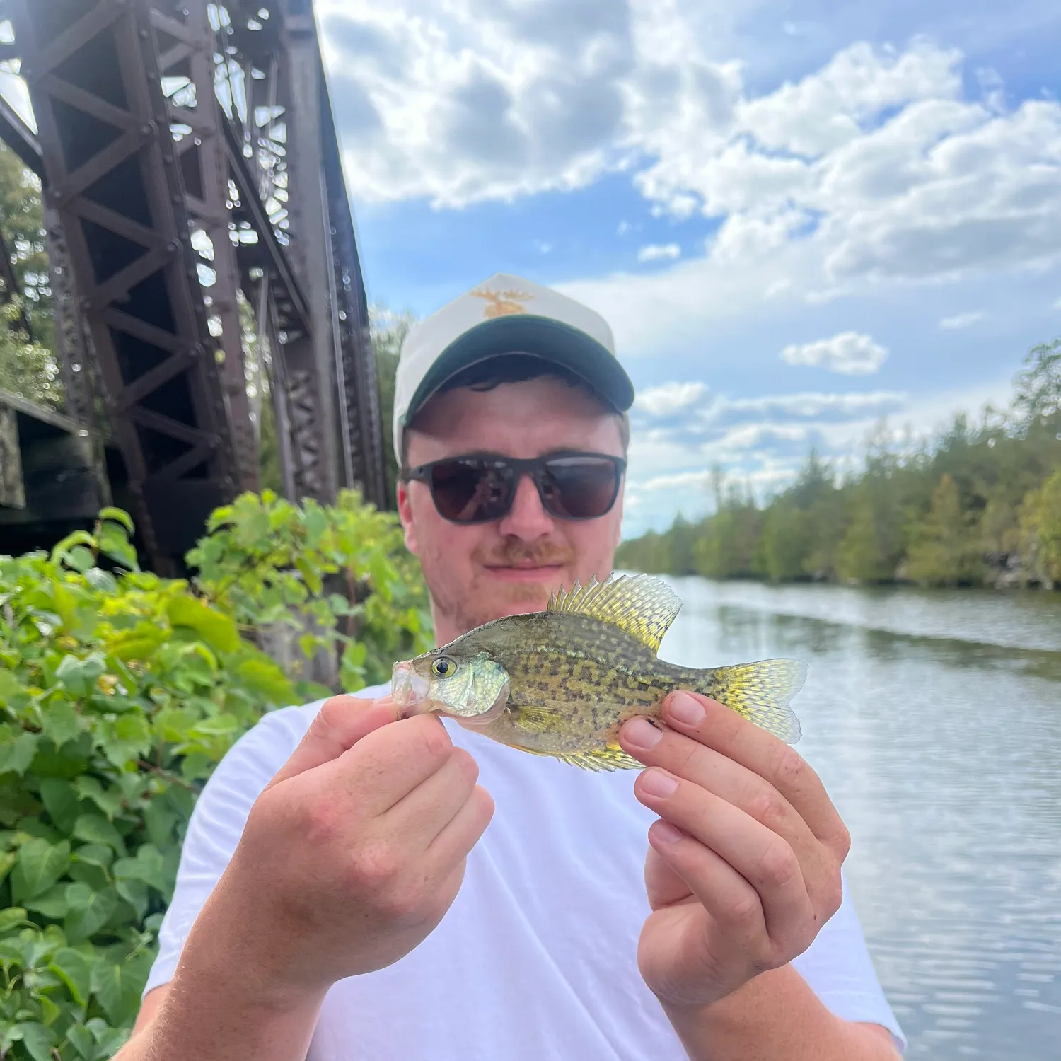 Black crappie caught on Fishbrain