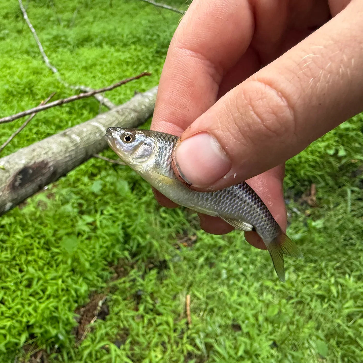 The most recent Satinfin shiner catches on Fishbrain