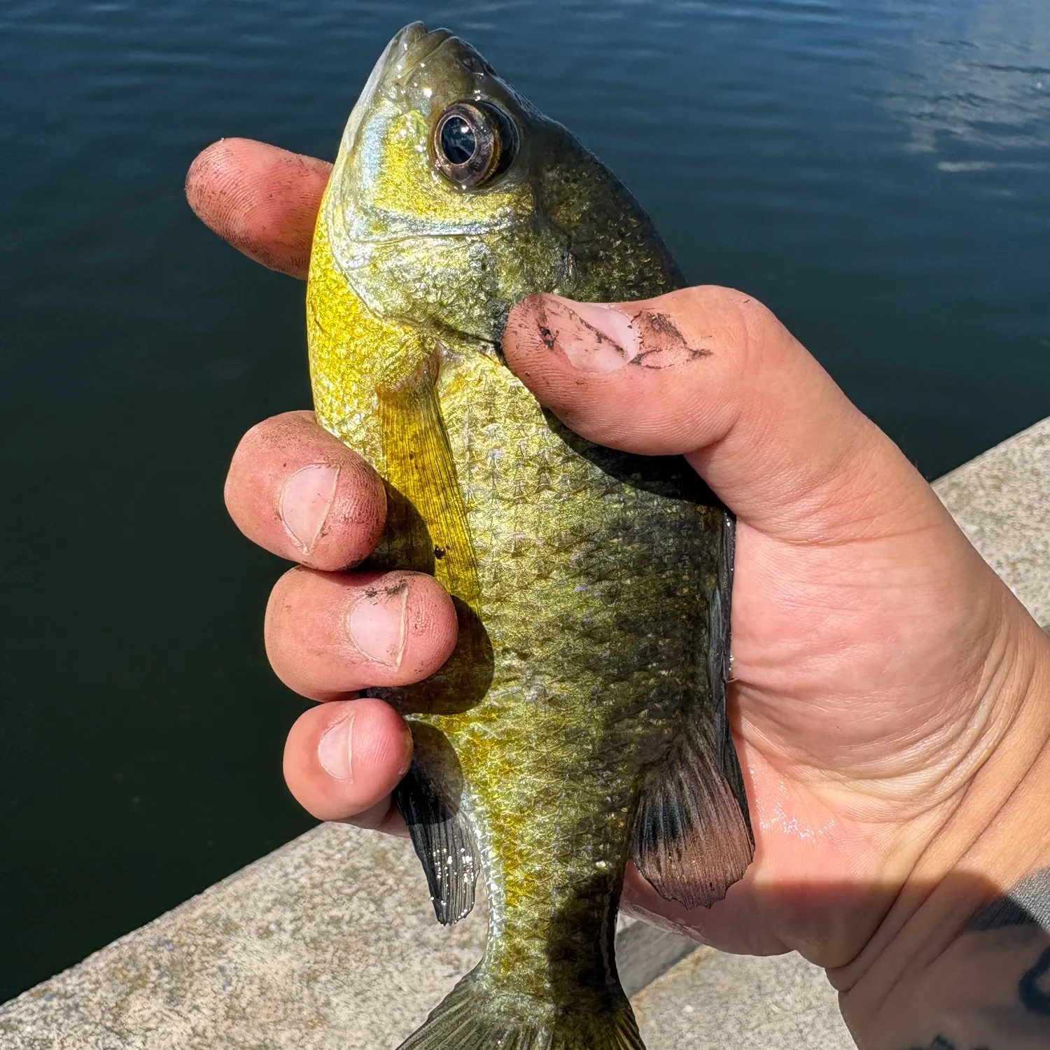 Bluegill caught on Fishbrain