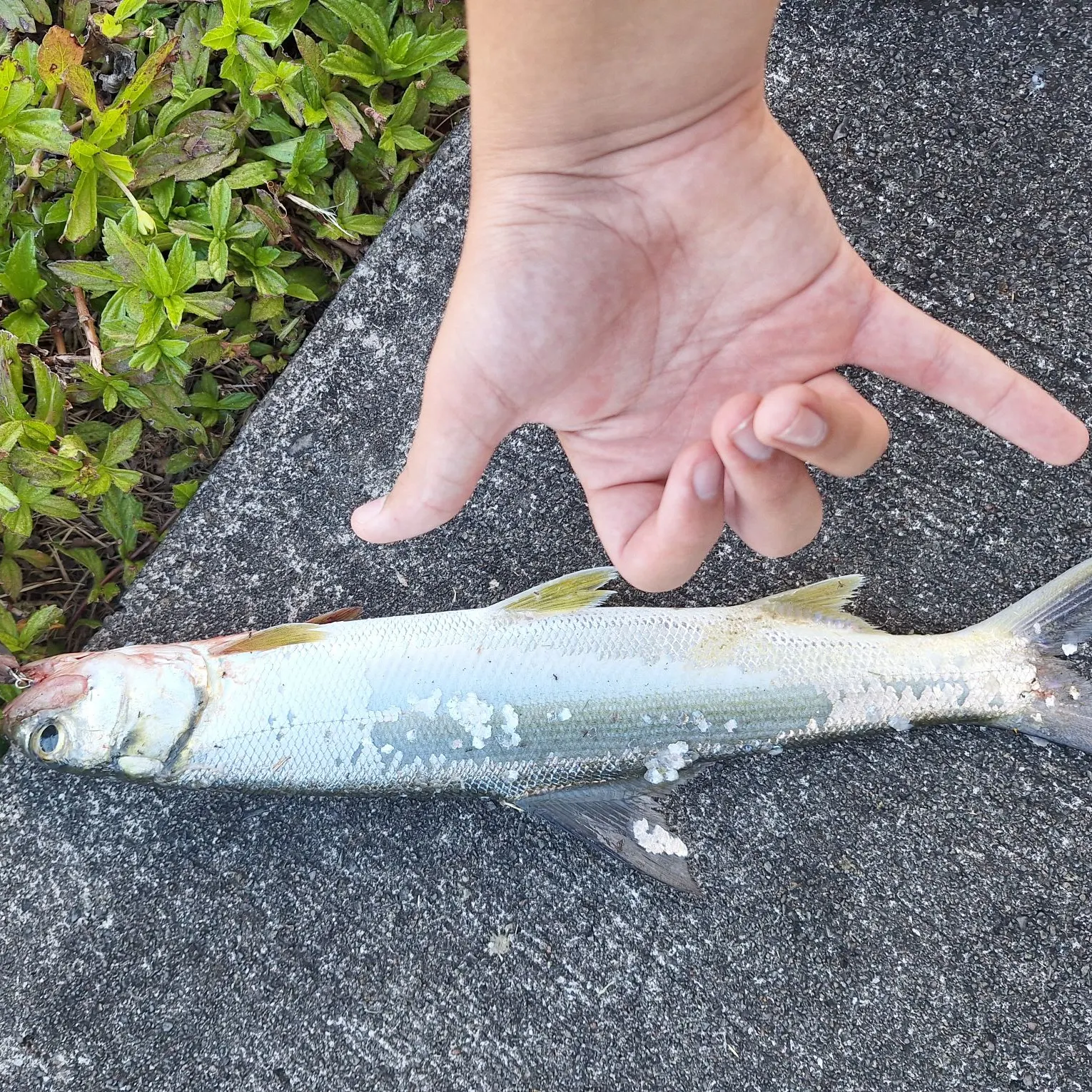 The most recent Hawaiian ladyfish catches on Fishbrain