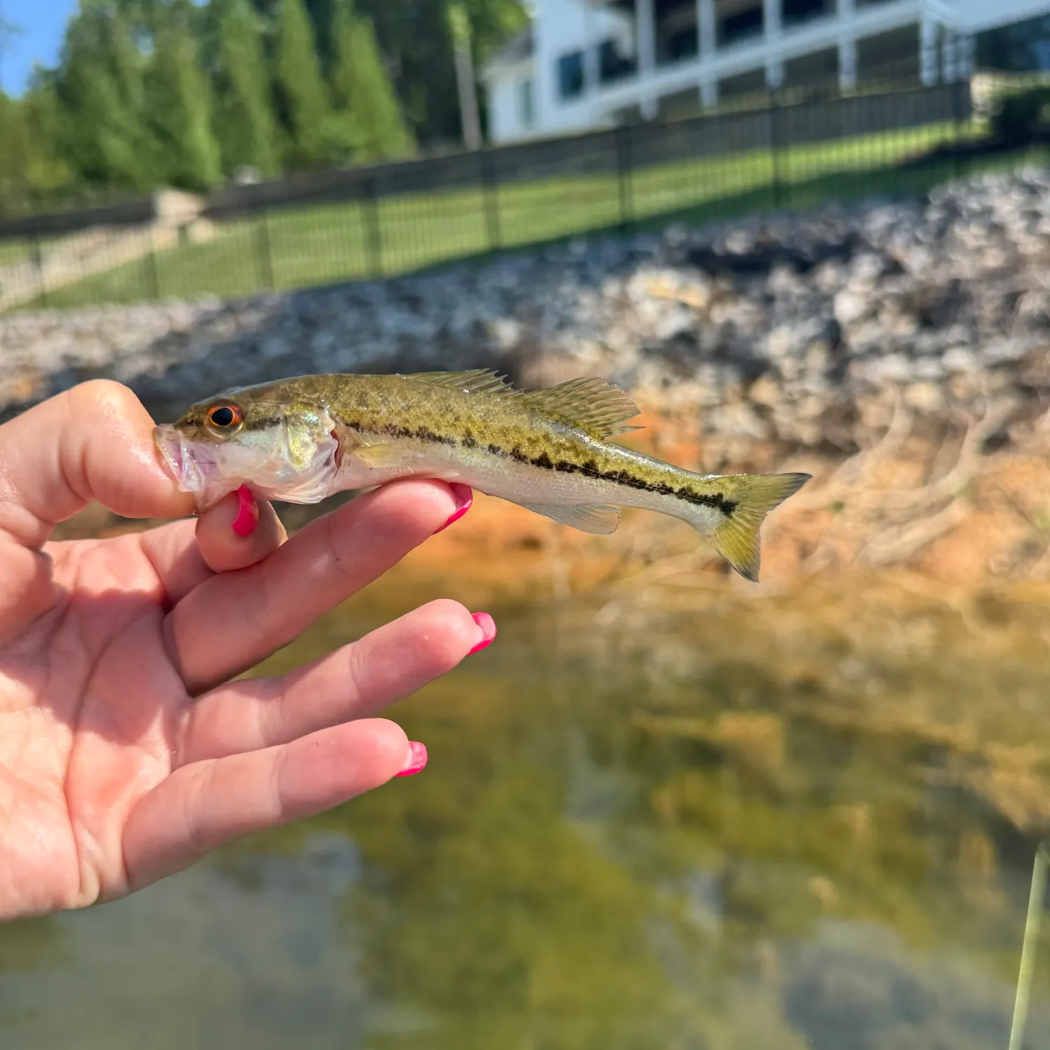 The most recent Alabama bass catches on Fishbrain