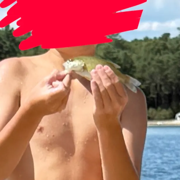 Smallmouth bass caught on Fishbrain
