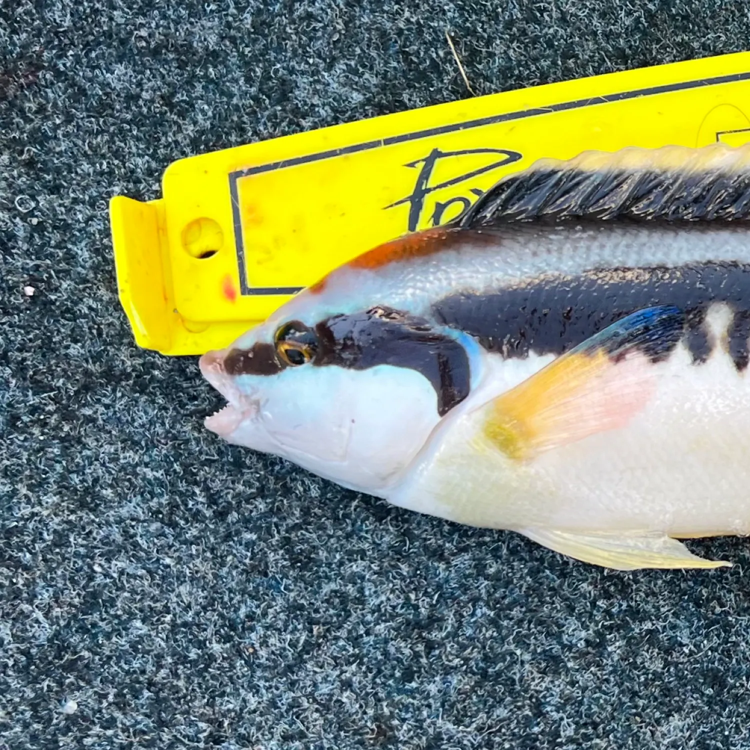 The most recent Comb wrasse catches on Fishbrain