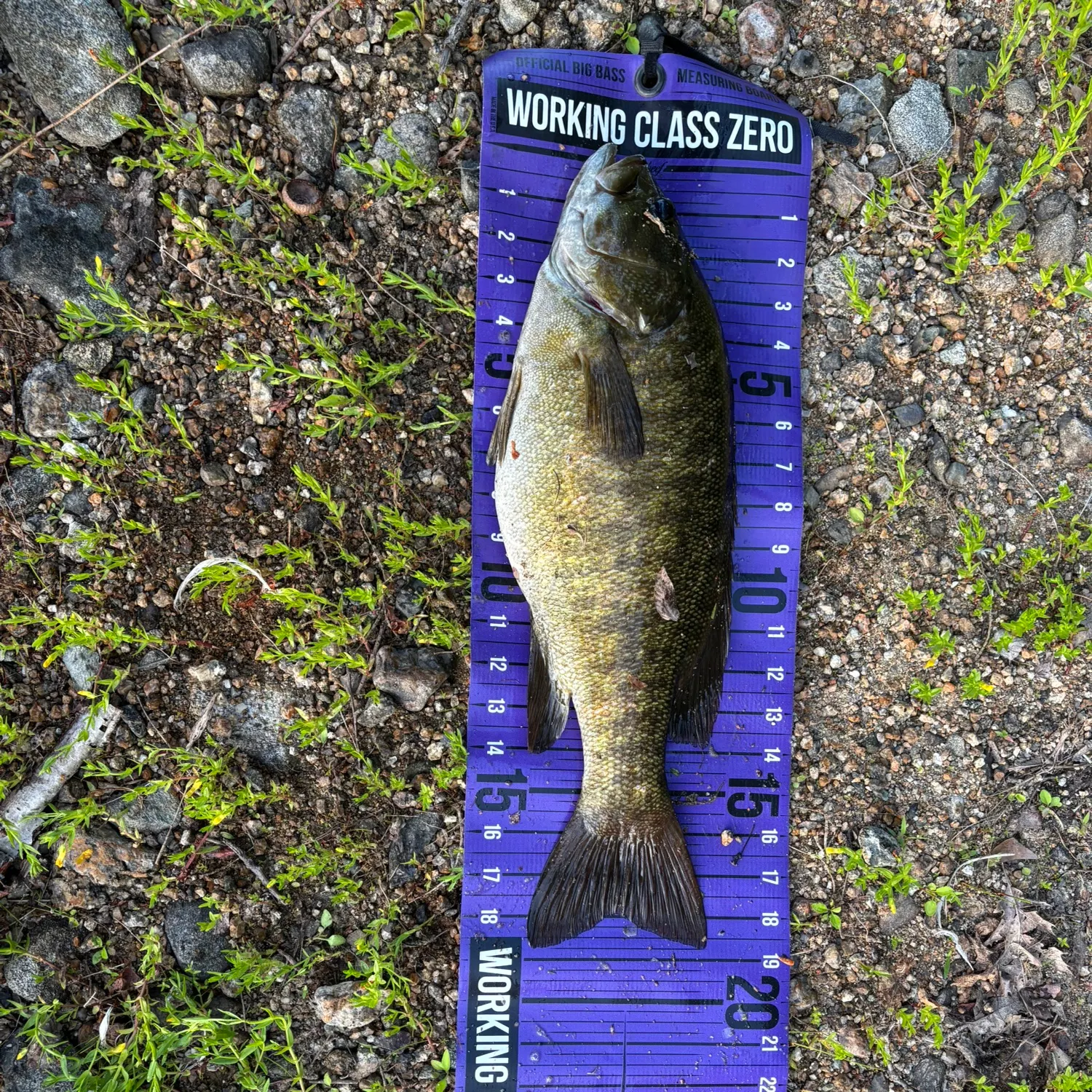 The most recent Smallmouth bass catches on Fishbrain