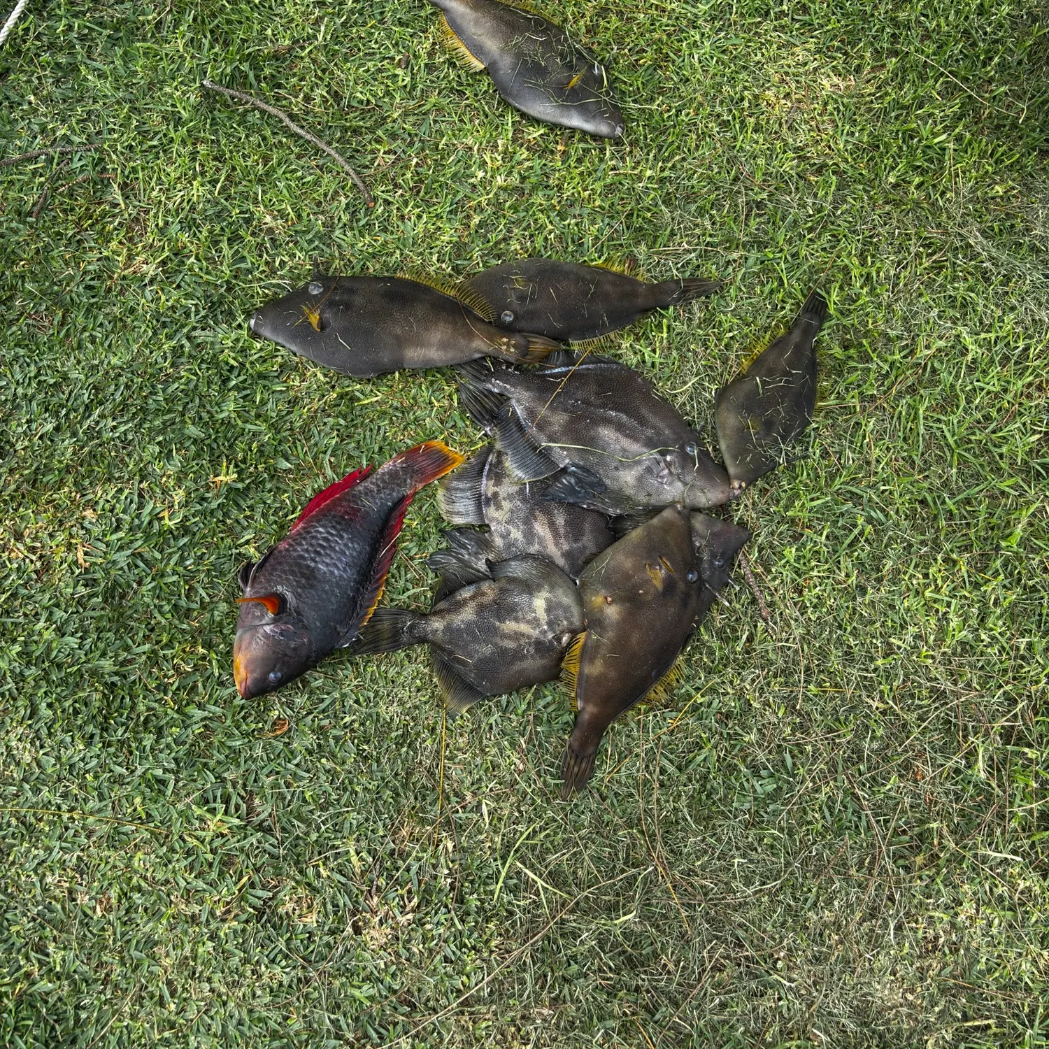 The most recent Black reef leatherjacket catches on Fishbrain