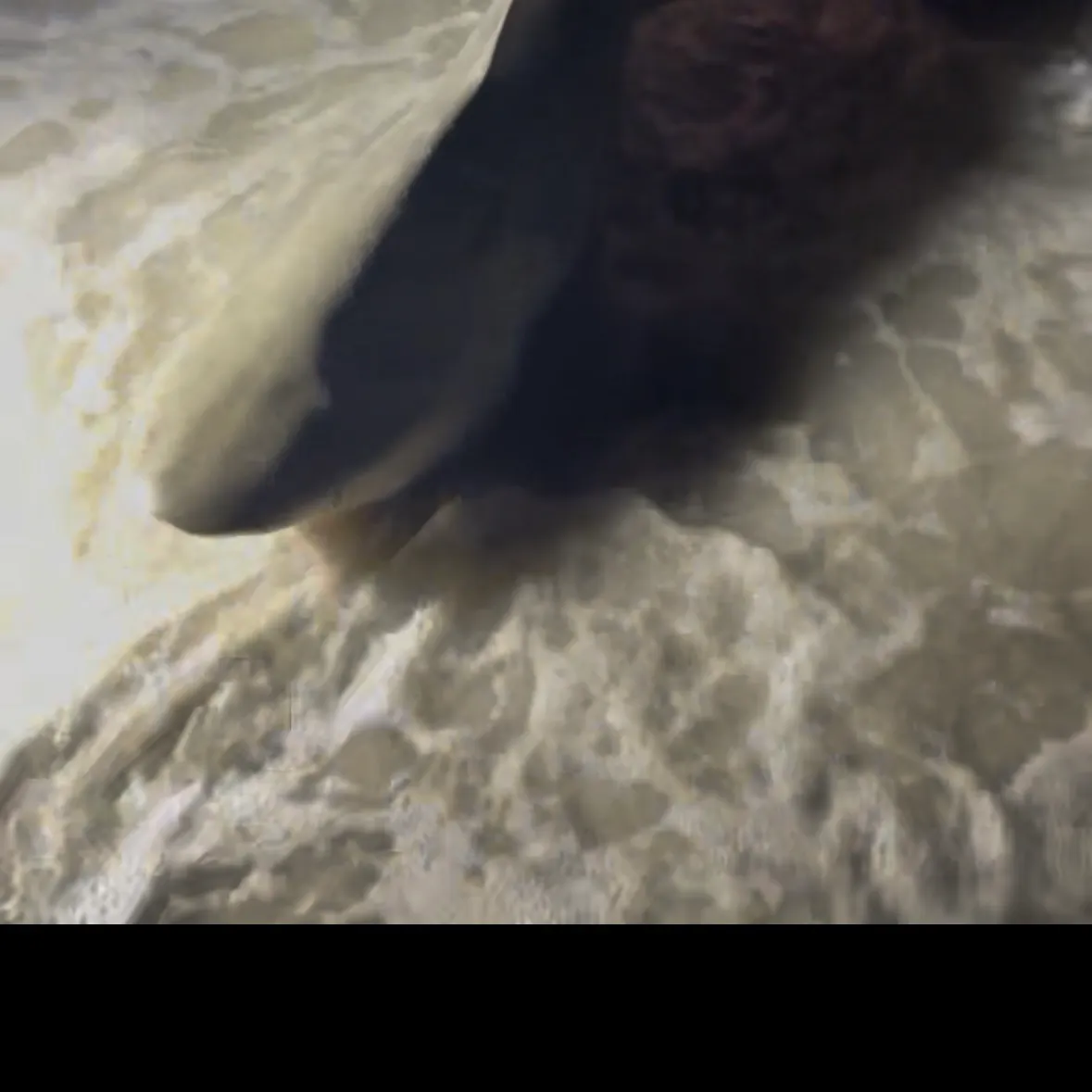 The most recent Bull shark catches on Fishbrain