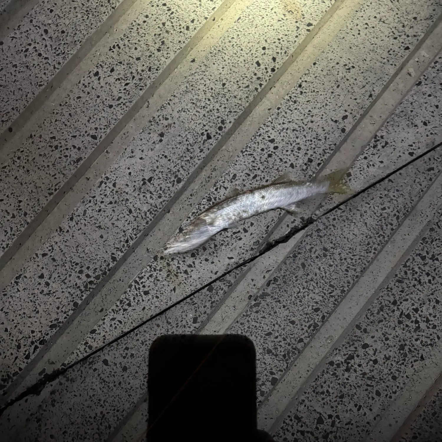 The most recent Obtuse barracuda catches on Fishbrain
