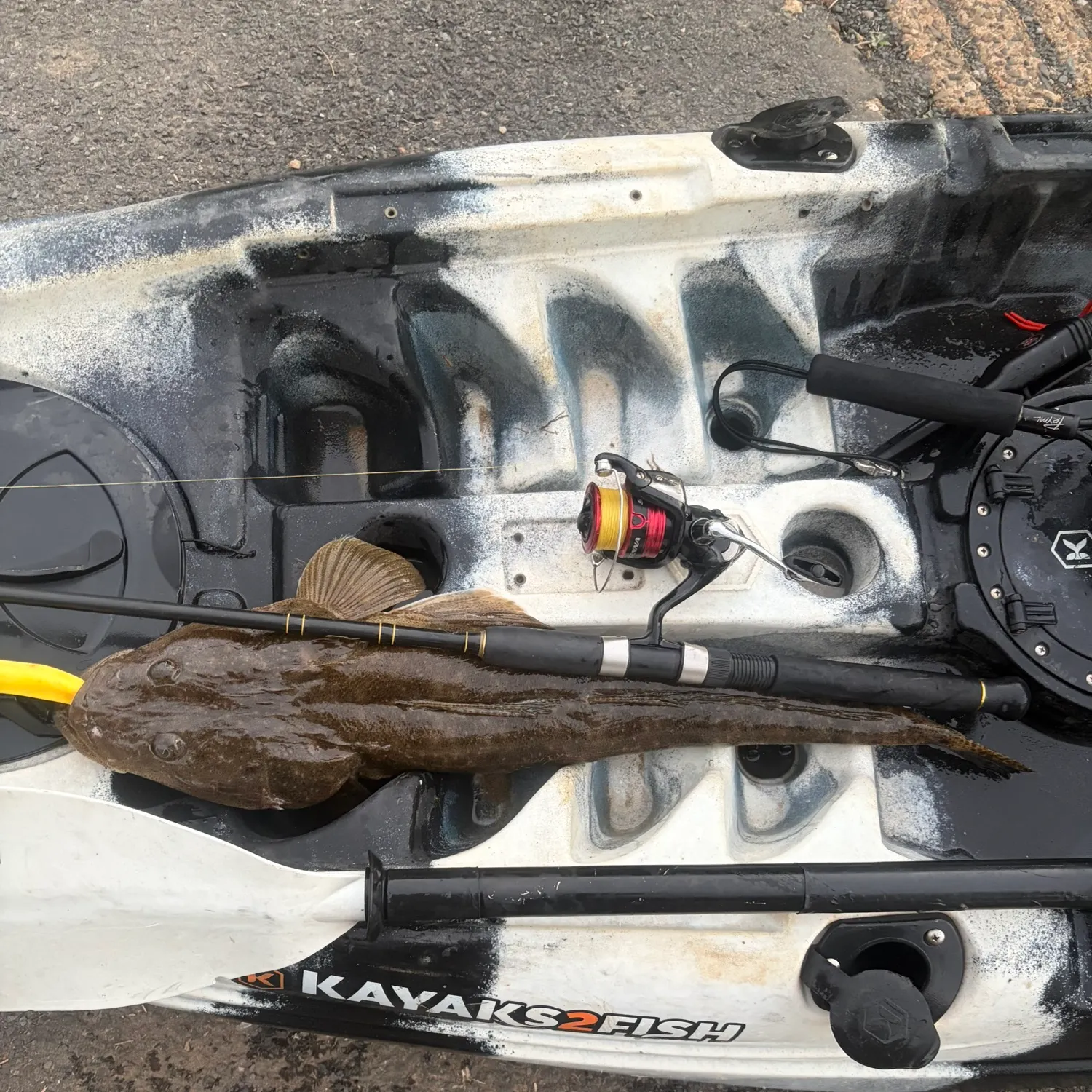 The most recent Dusky flathead catches on Fishbrain