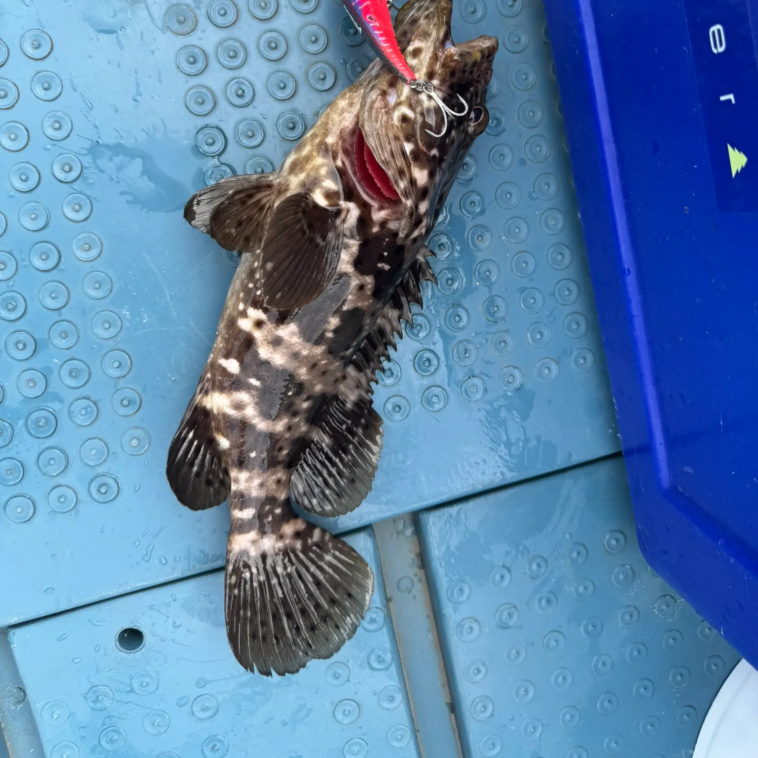 The most recent Orange-spotted grouper catches on Fishbrain