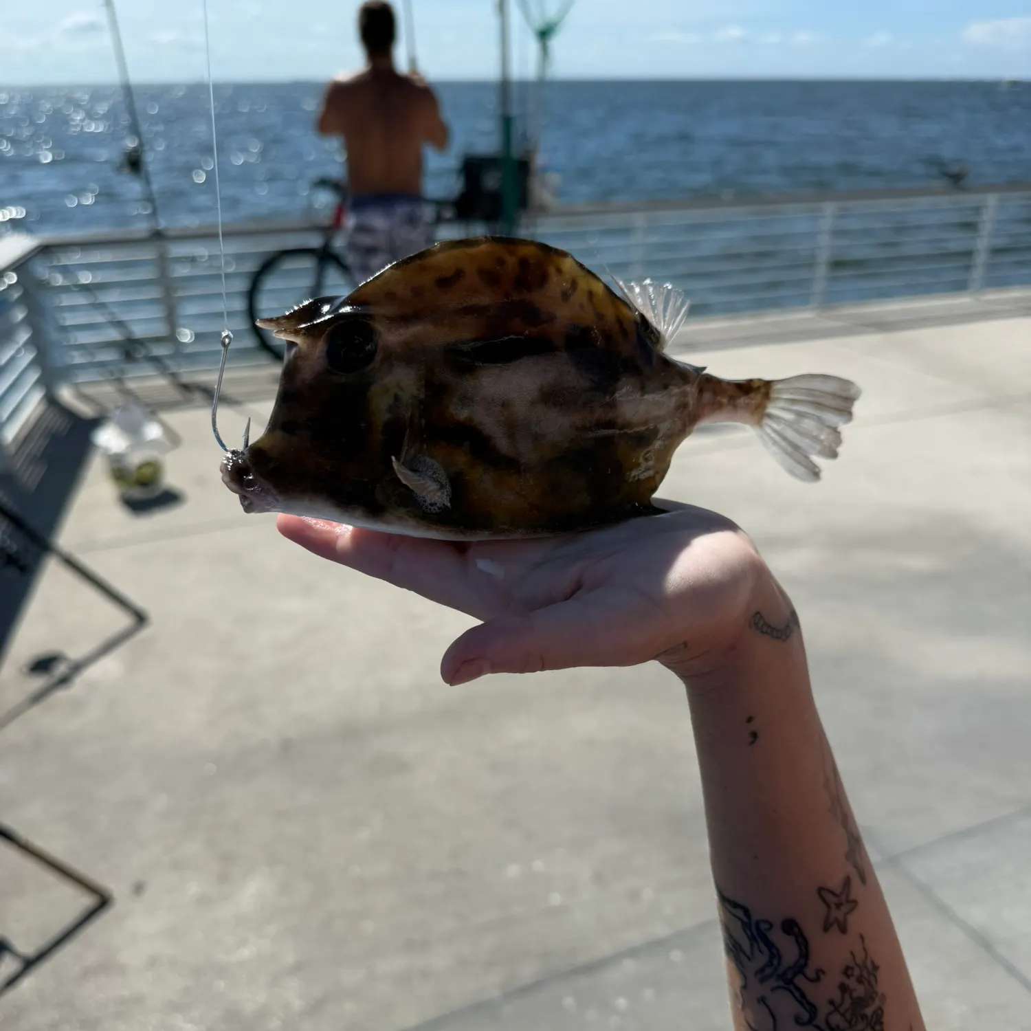 The most recent Scrawled cowfish catches on Fishbrain