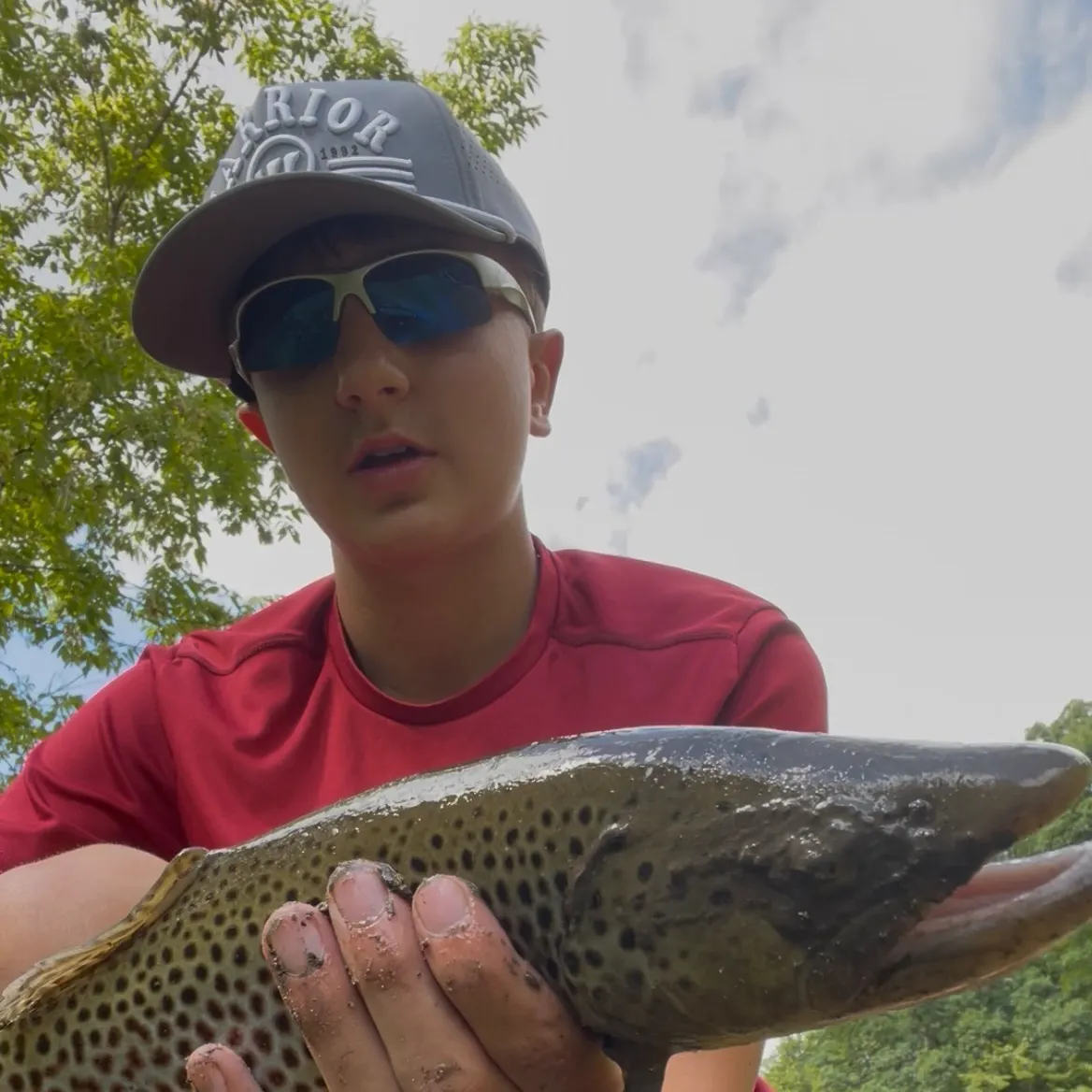 Brown trout caught on Fishbrain
