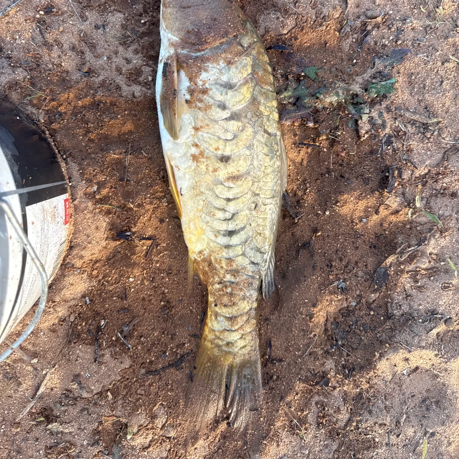 Mirror carp caught on Fishbrain