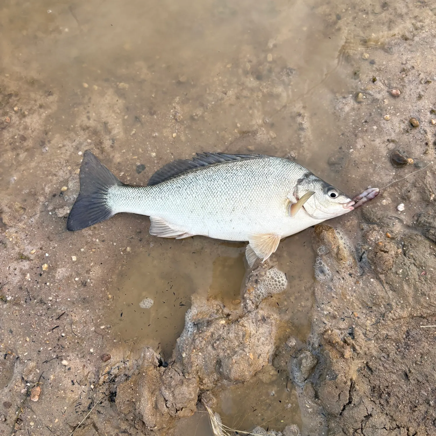 The most recent Bidyan perch catches on Fishbrain