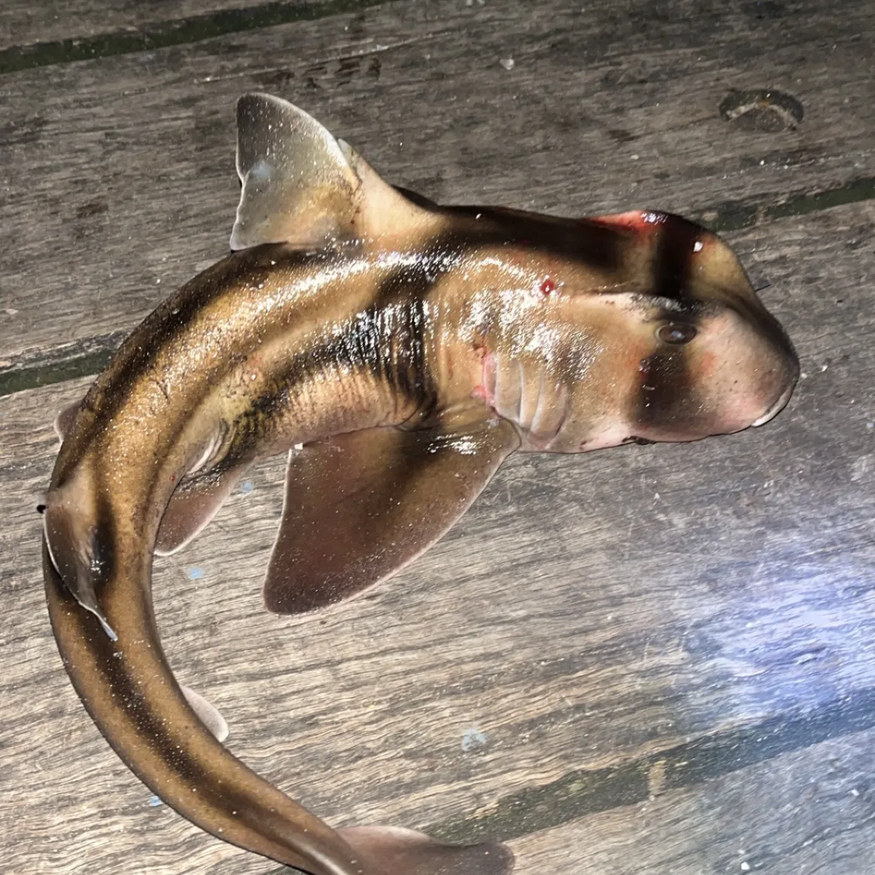 The most recent Port Jackson shark catches on Fishbrain
