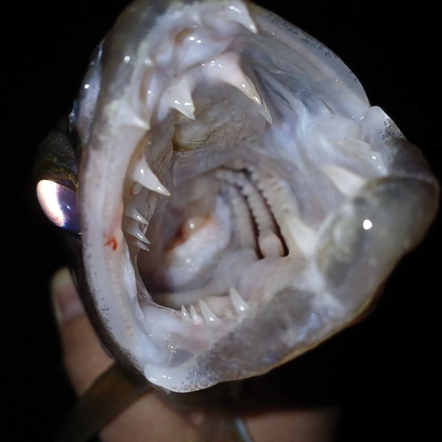 Walleye caught on Fishbrain