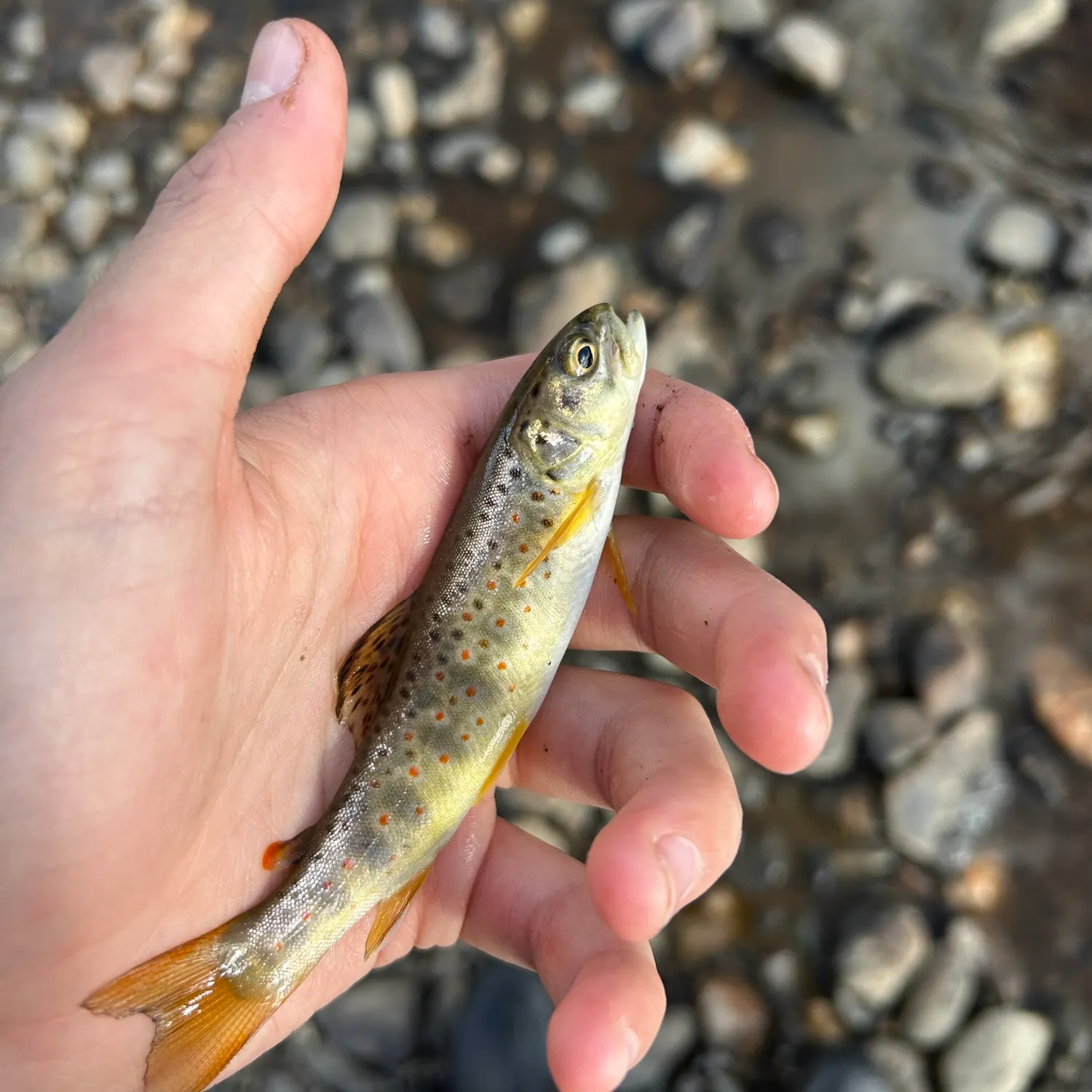 Brown trout caught on Fishbrain