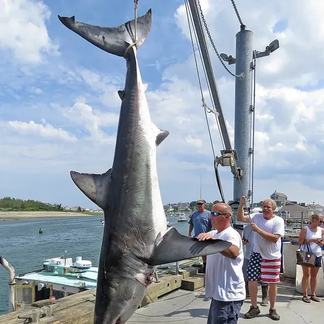 The most recent Great white shark catches on Fishbrain