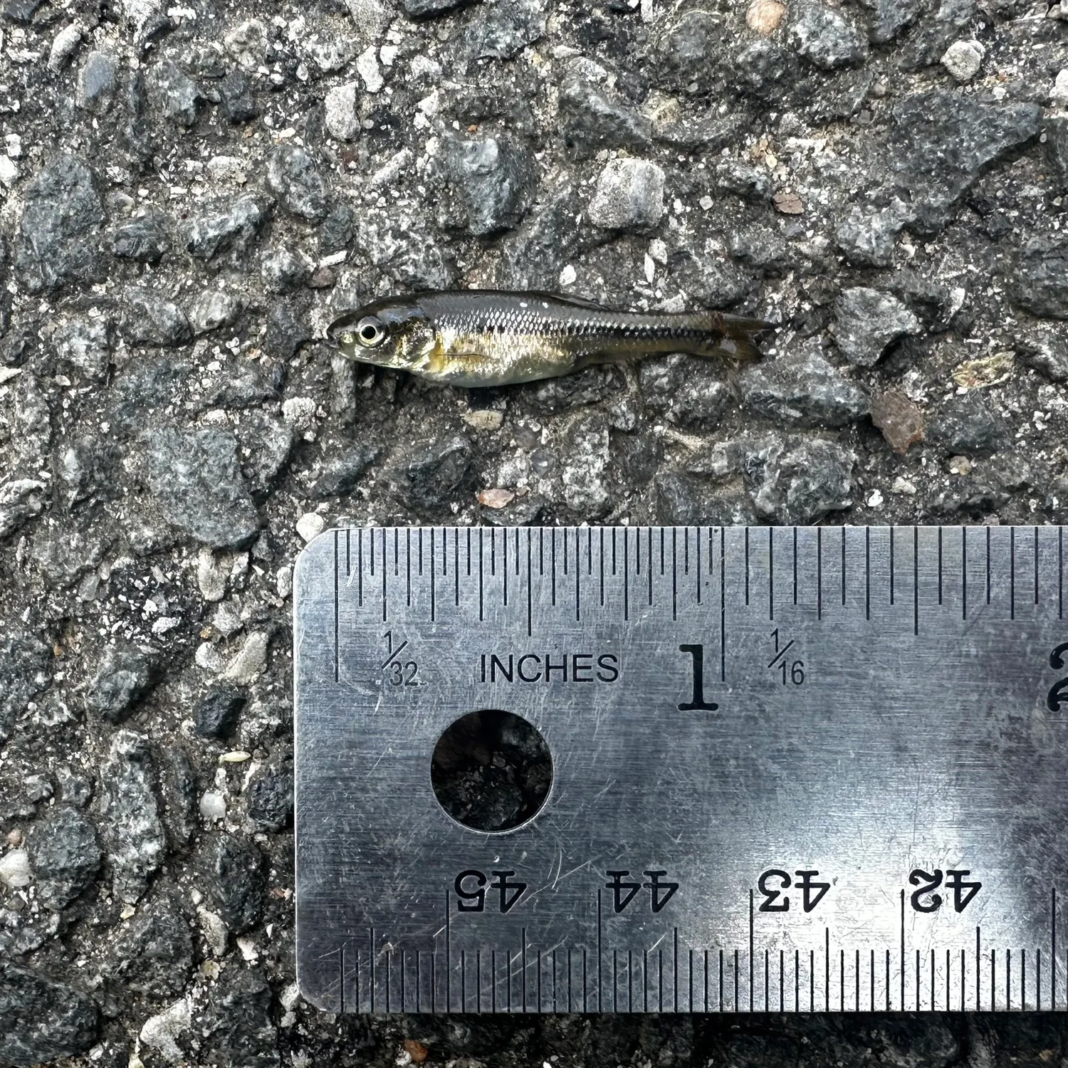 Fathead minnow caught on Fishbrain