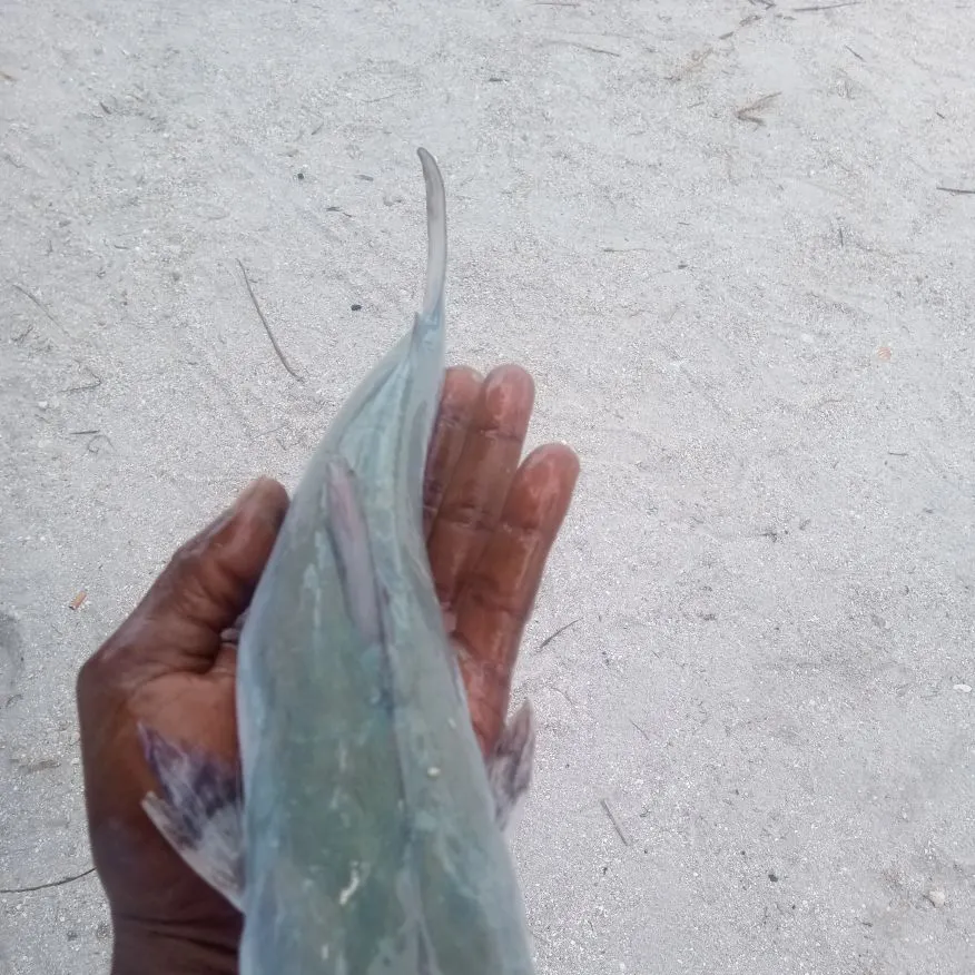 The most recent Clown knifefish catches on Fishbrain