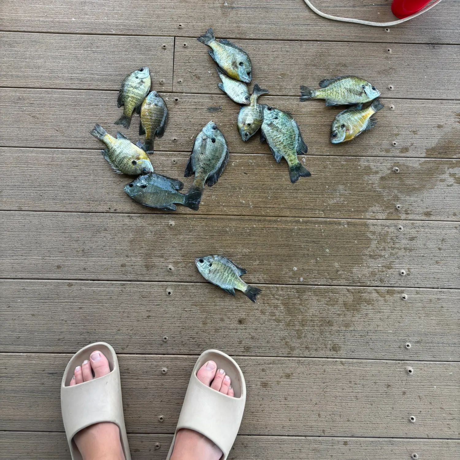 recently logged catches