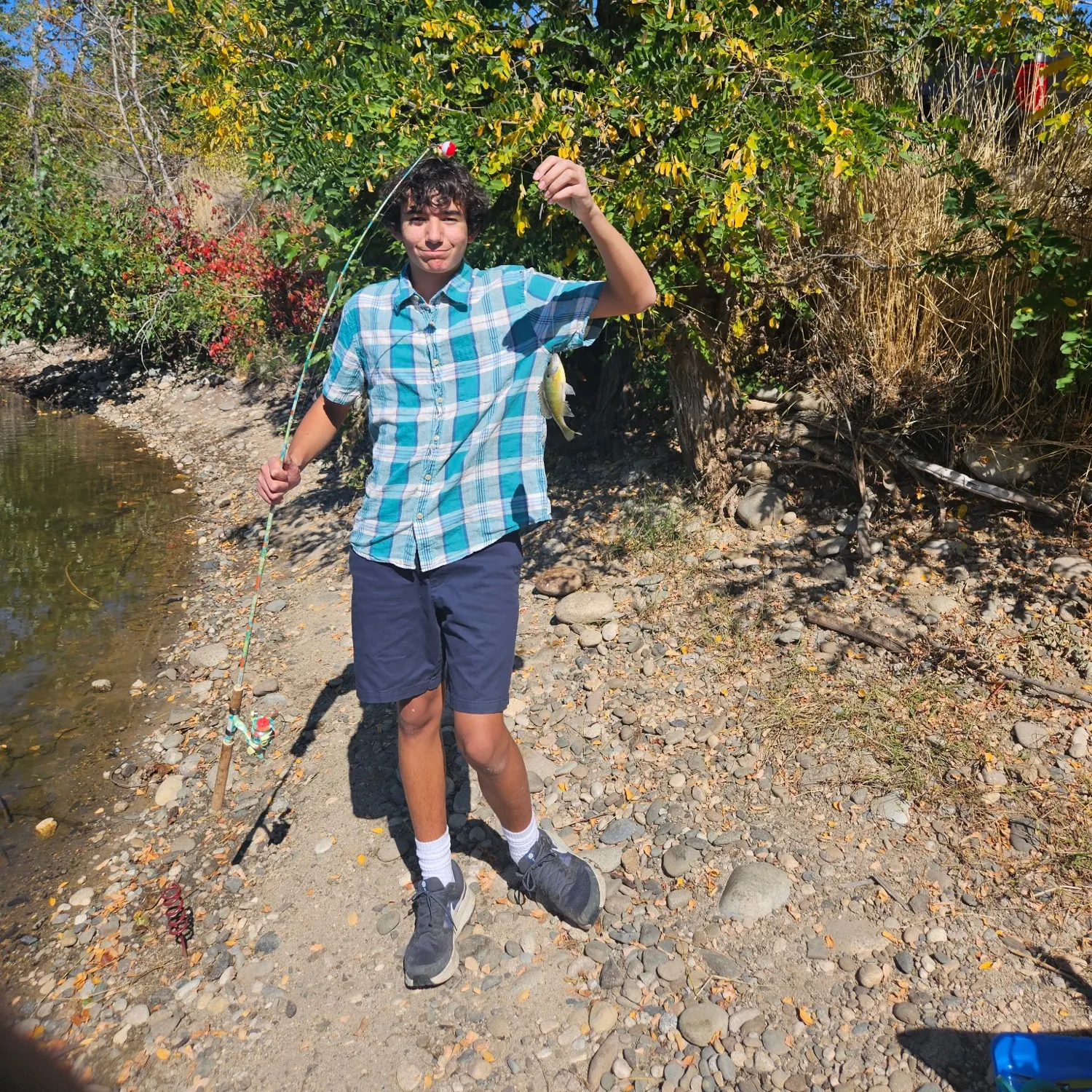 Bluegill caught on Fishbrain