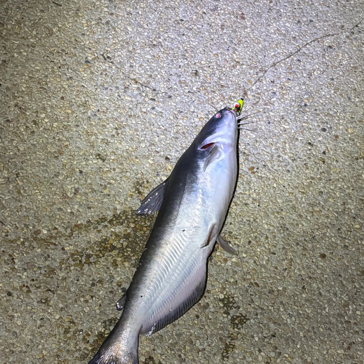 Blue catfish caught on Fishbrain
