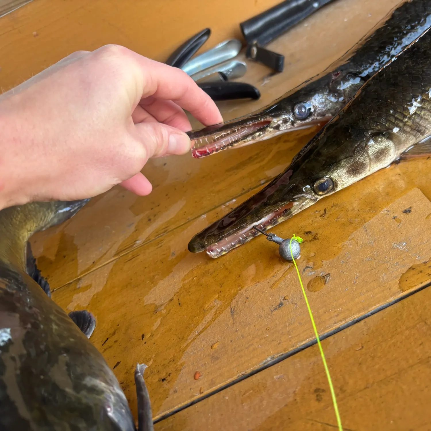 The most recent Spotted gar catches on Fishbrain