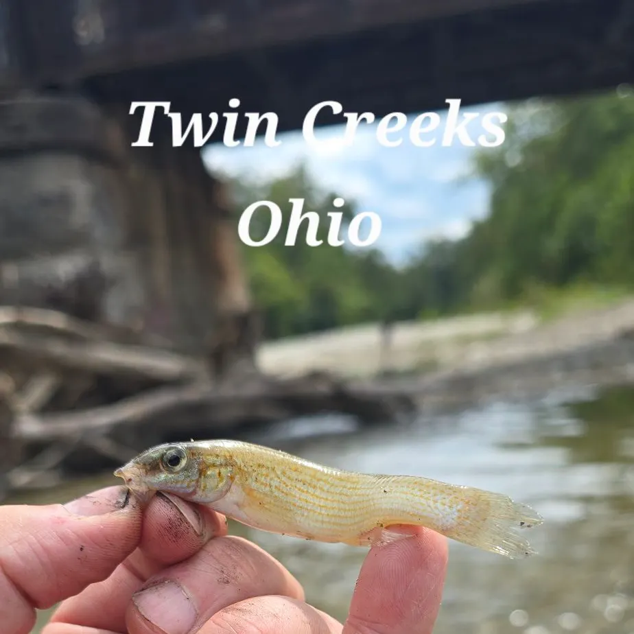 Eastern silvery minnow caught on Fishbrain