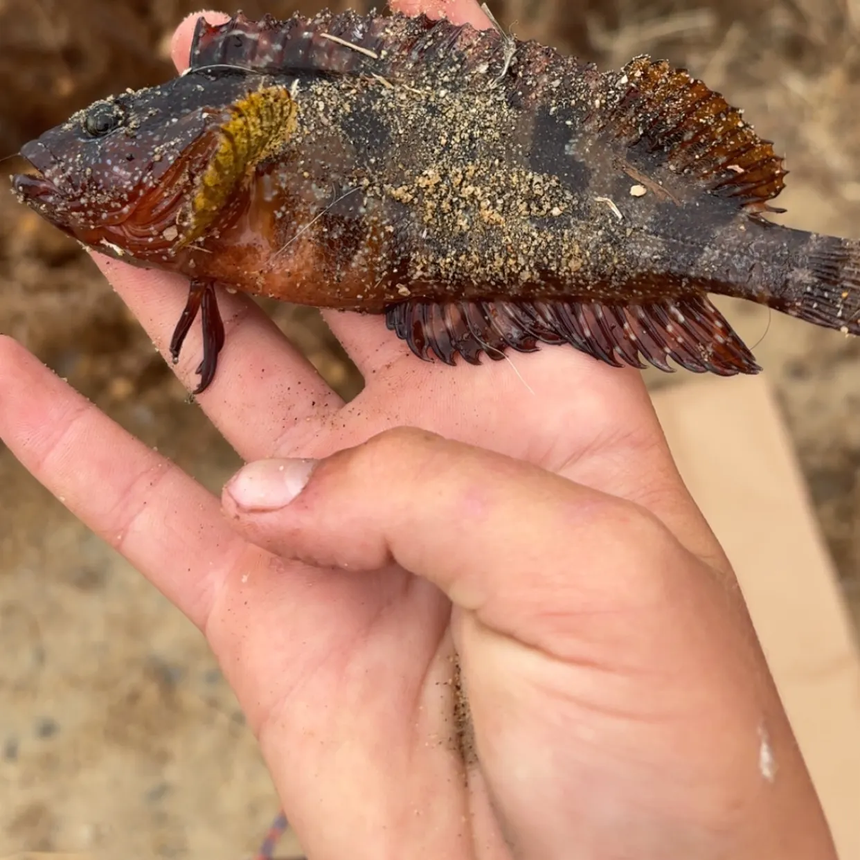 The most recent Striped kelpfish catches on Fishbrain