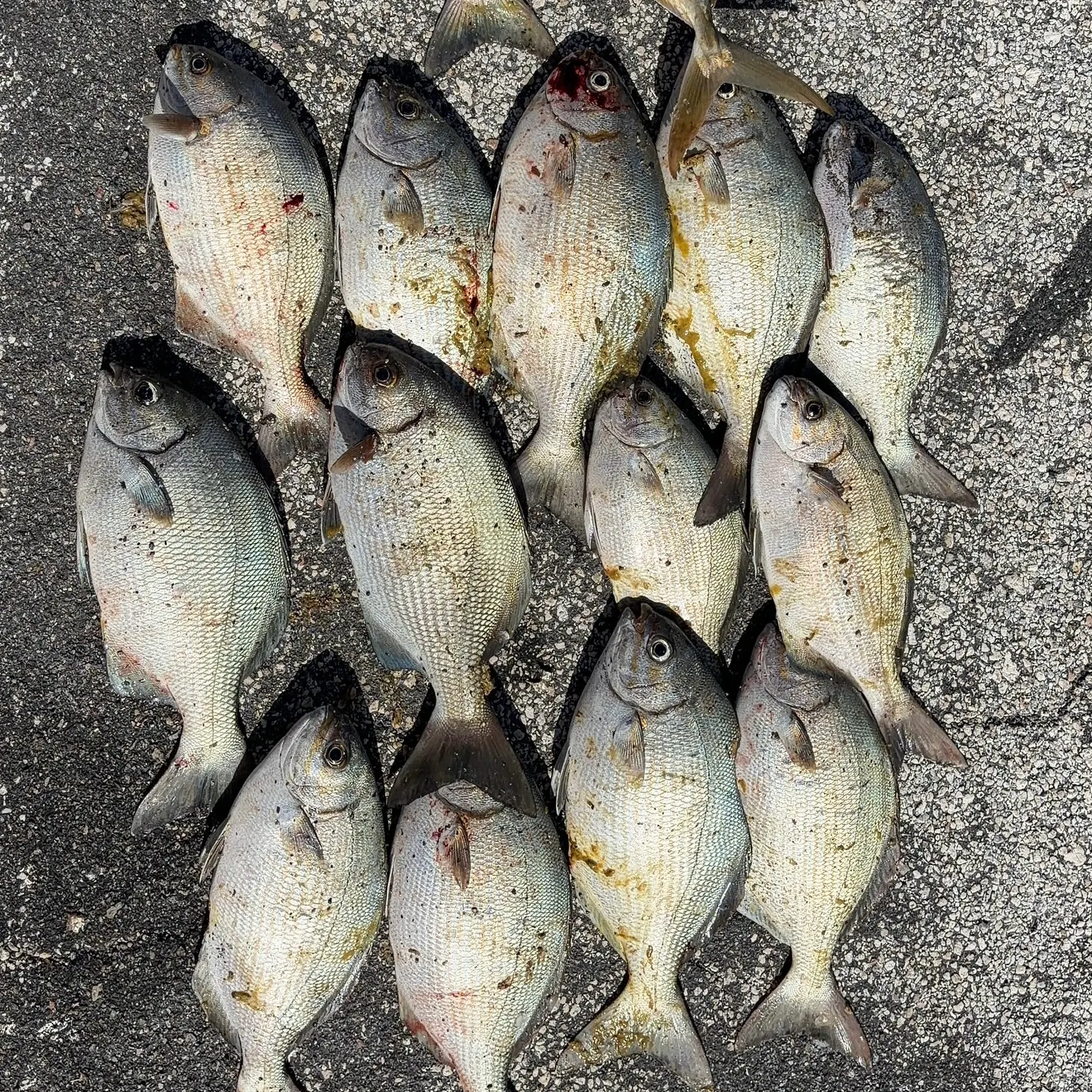 The most recent Bermuda sea chub catches on Fishbrain