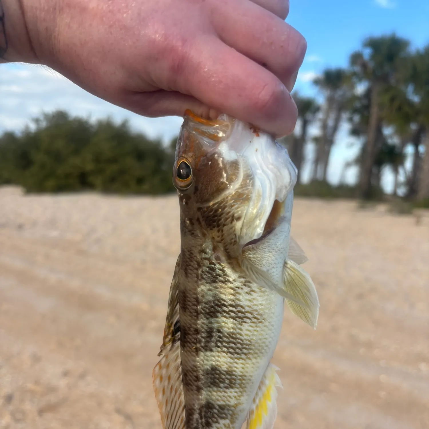 The most recent Bank sea bass catches on Fishbrain