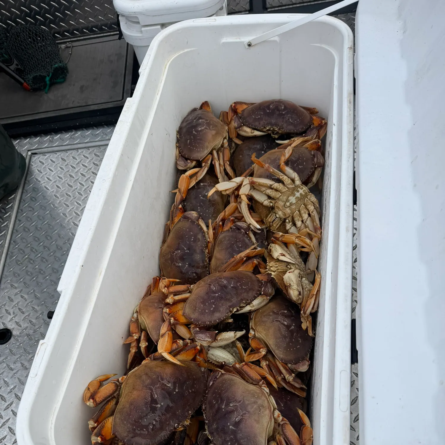 Dungeness crab caught on Fishbrain