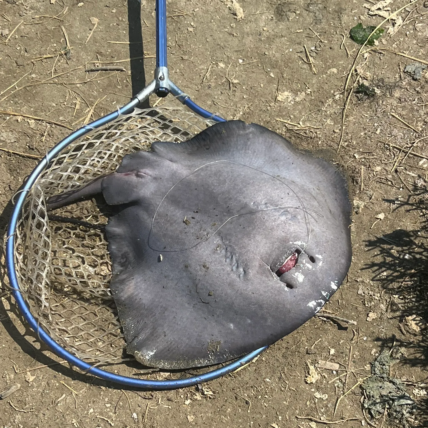 The most recent Common stingray catches on Fishbrain
