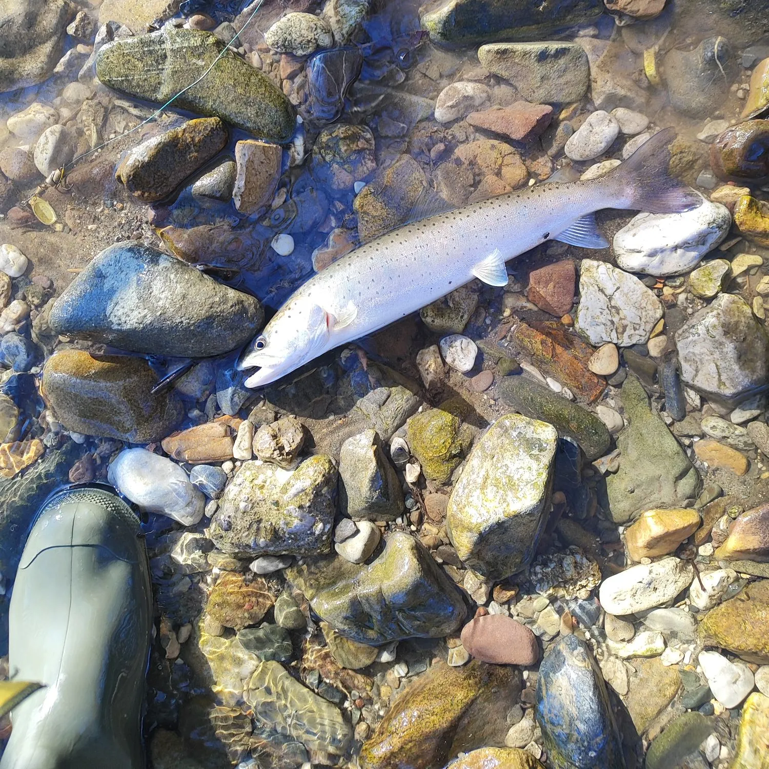 The most recent Huchen catches on Fishbrain