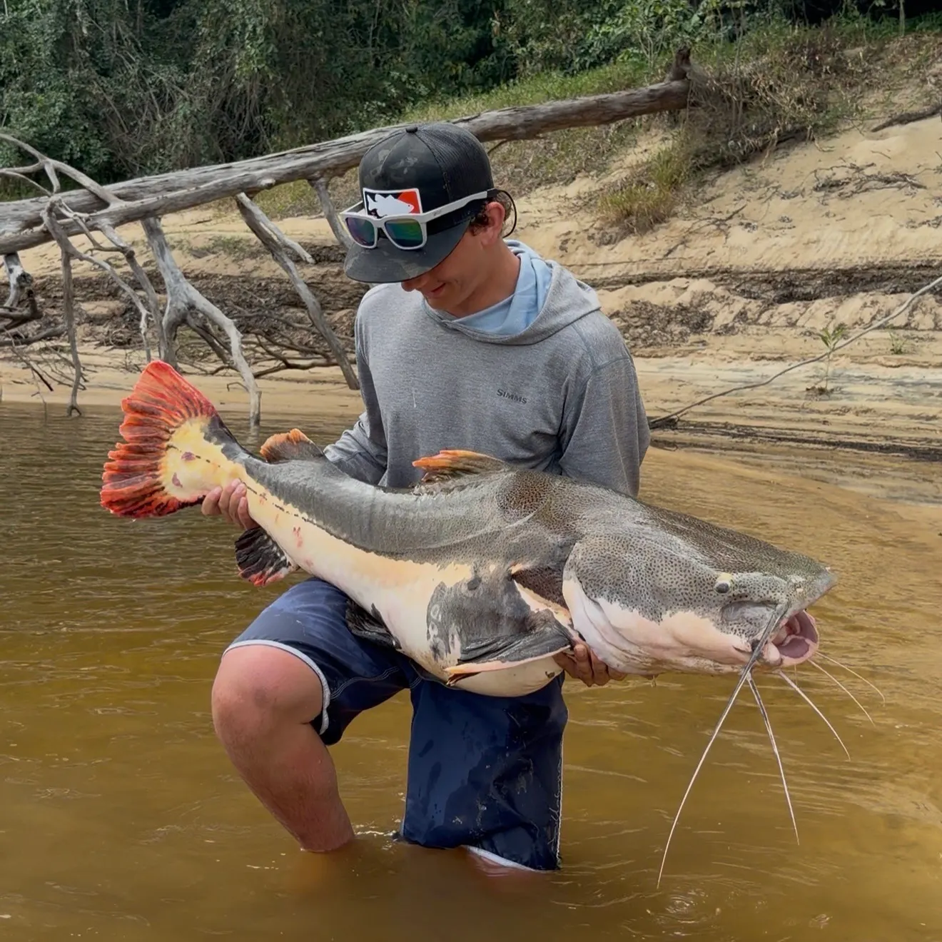 Redtail catfish caught on Fishbrain