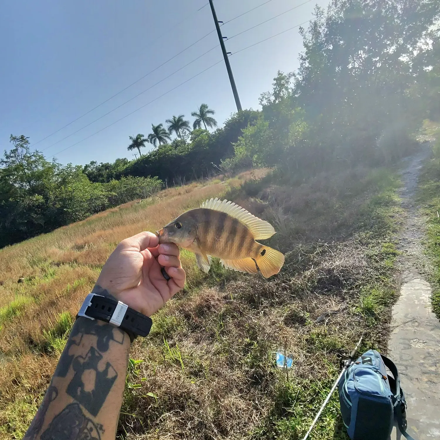 The most recent Mayan cichlid catches on Fishbrain