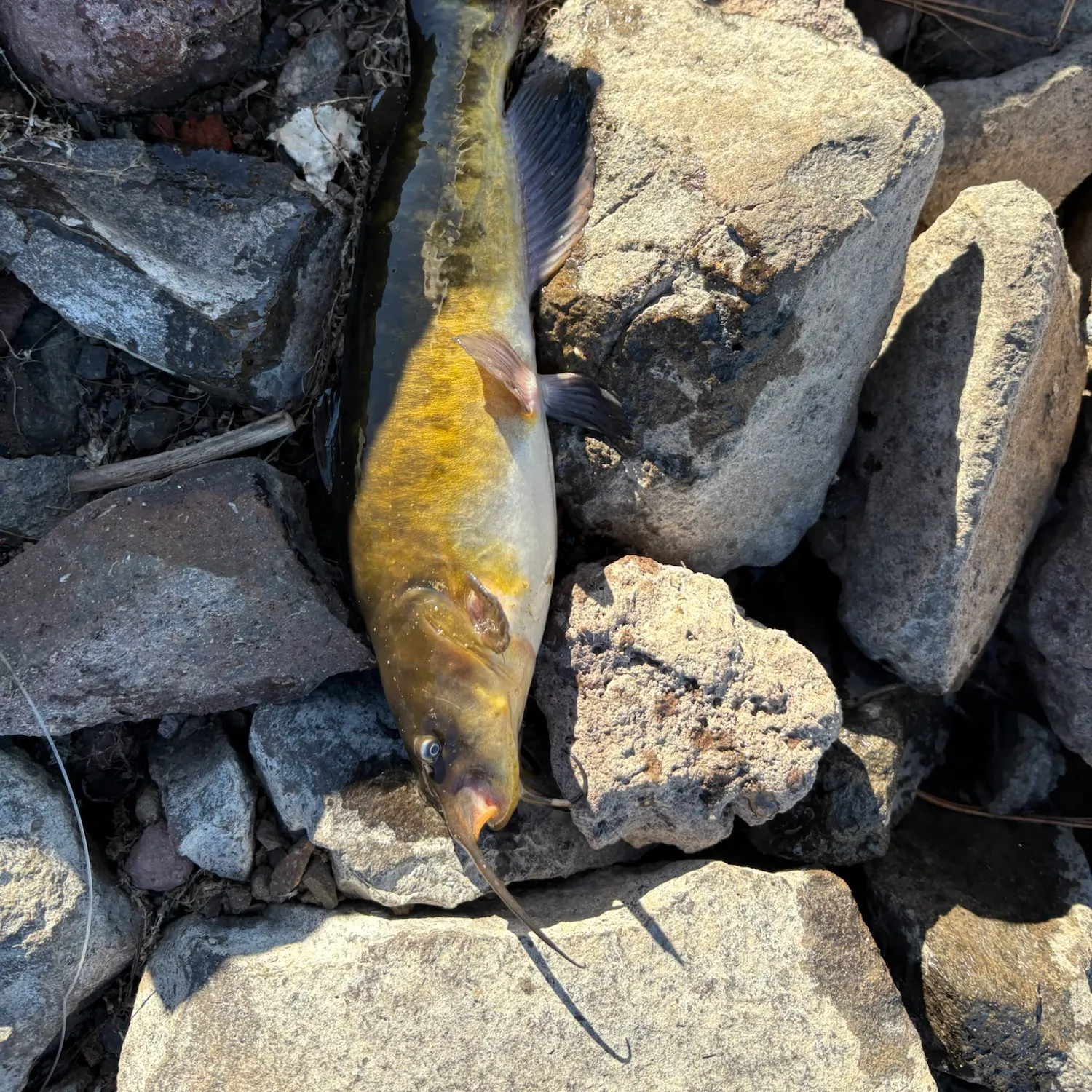 Yellow bullhead caught on Fishbrain